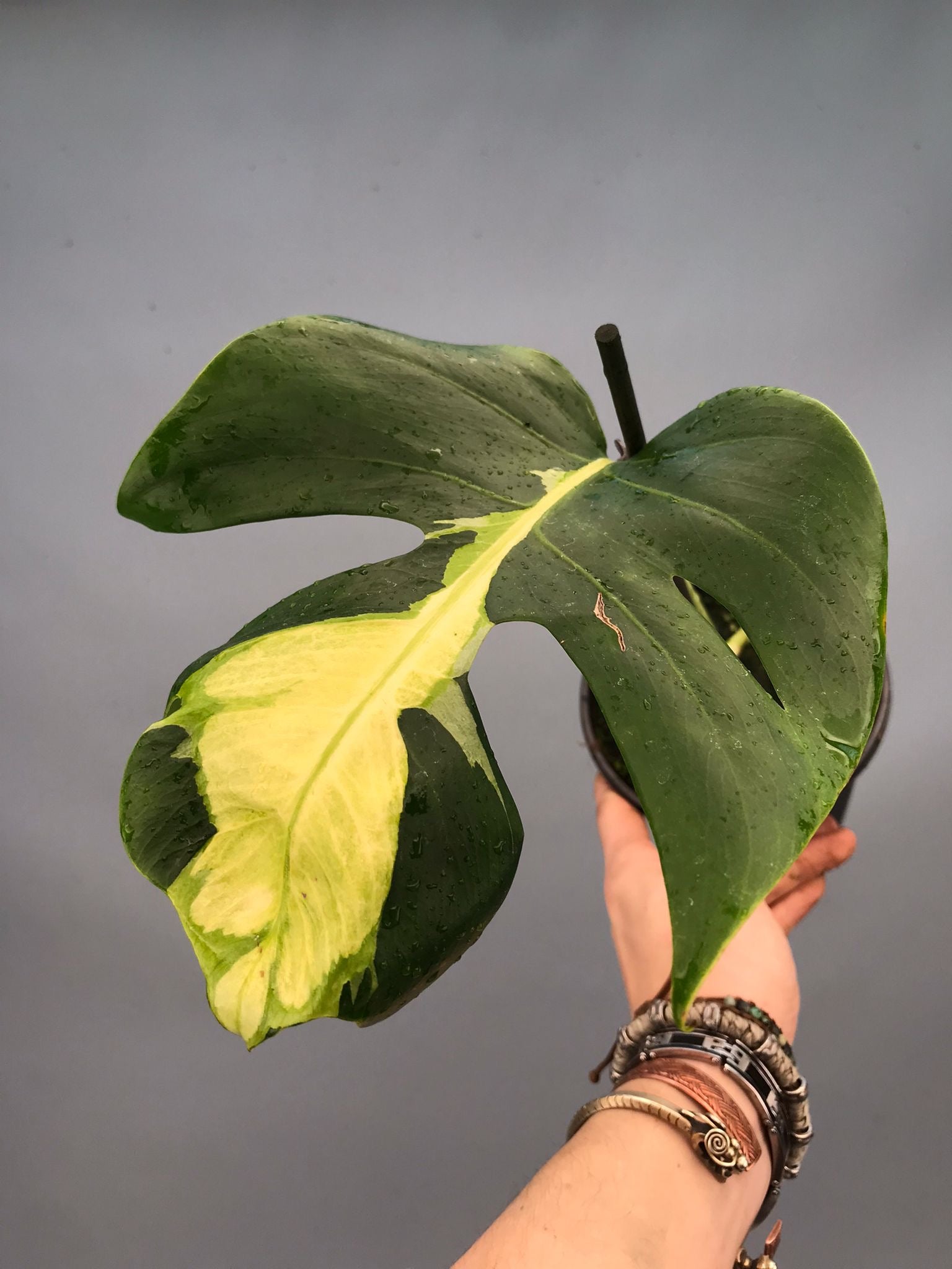 Monstera White Lava 'Lalamove' nr 1,2