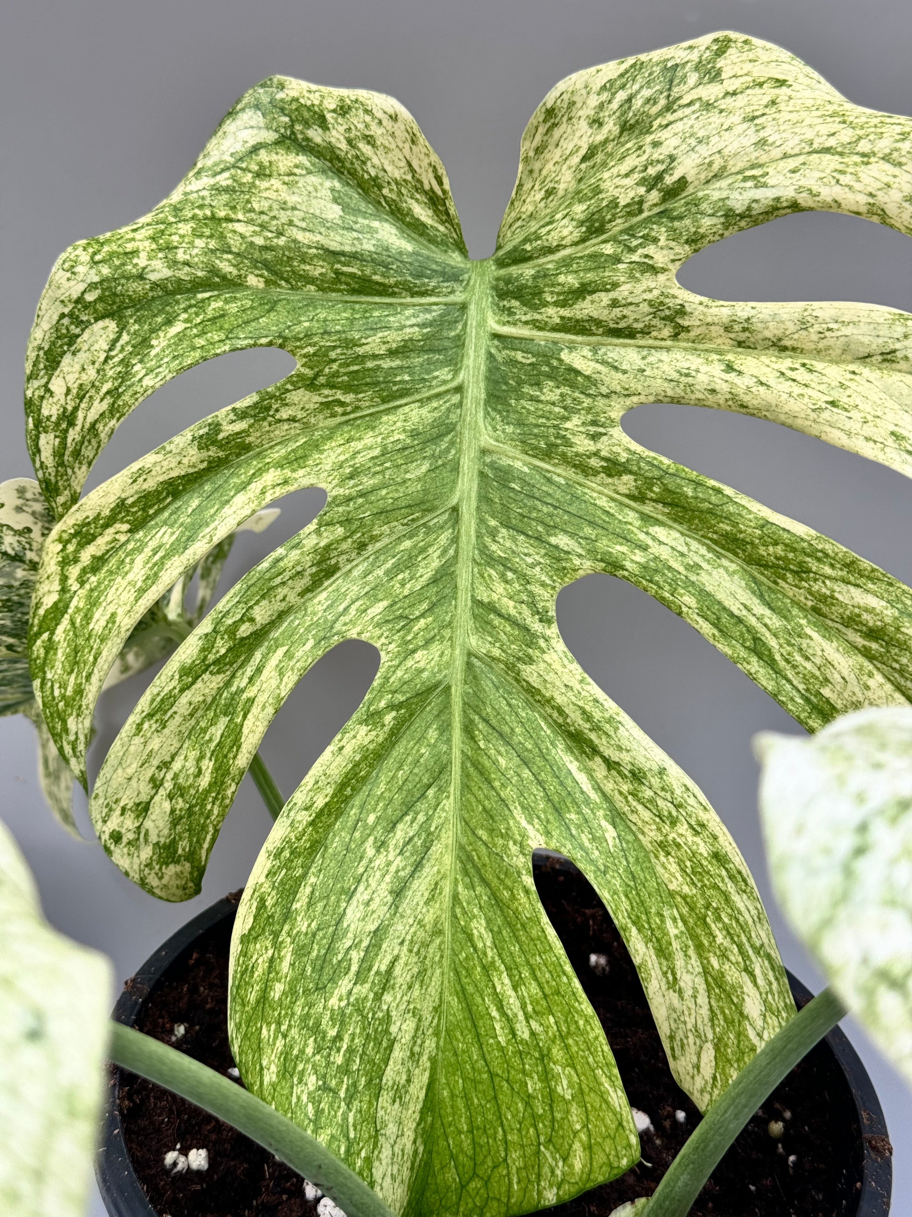 Monstera Full Mint deliciosa borsigiana Variegata "Medium Plant"