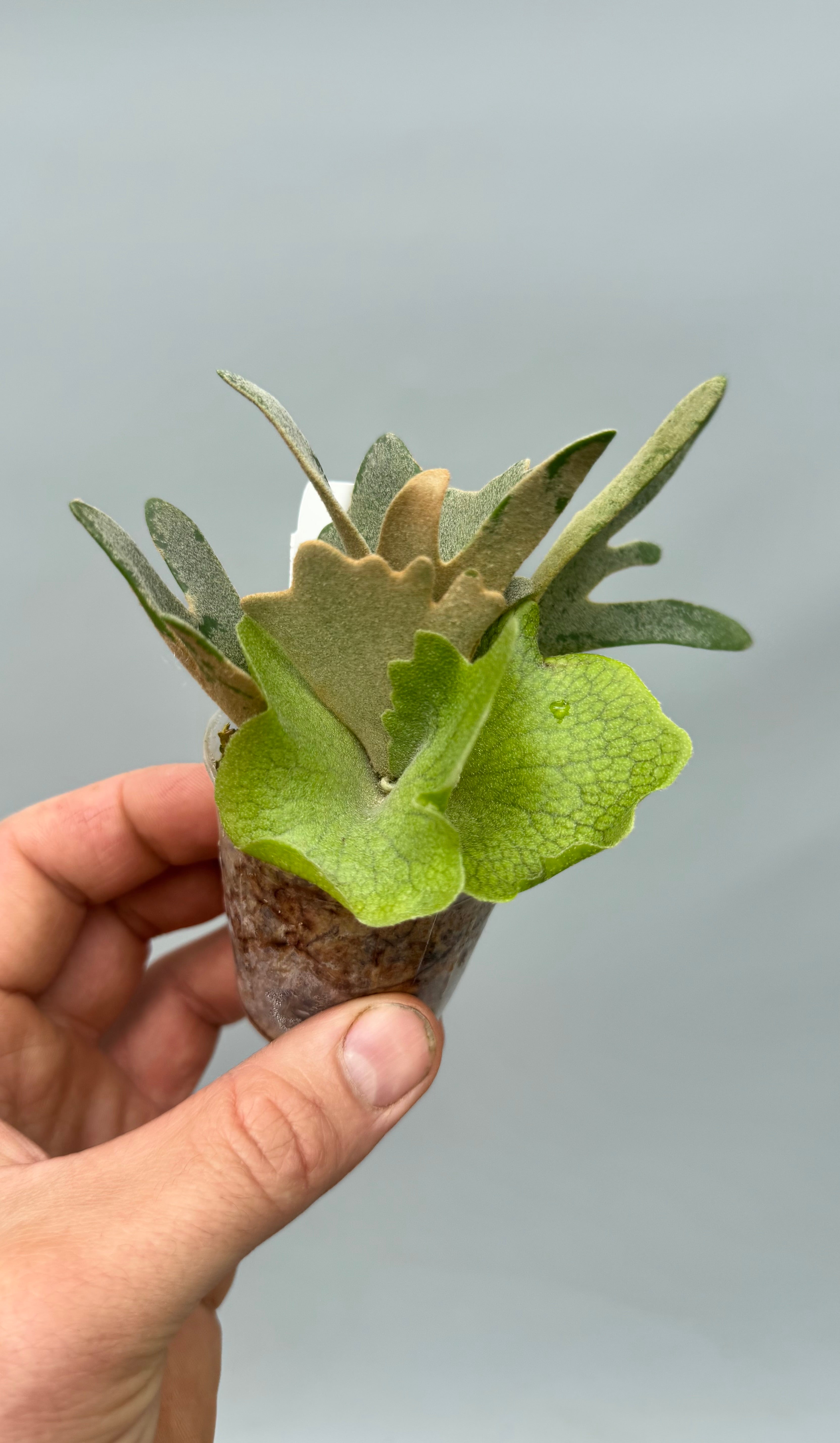 Platycerium willinckii ‘Nano’ (Big Plant)