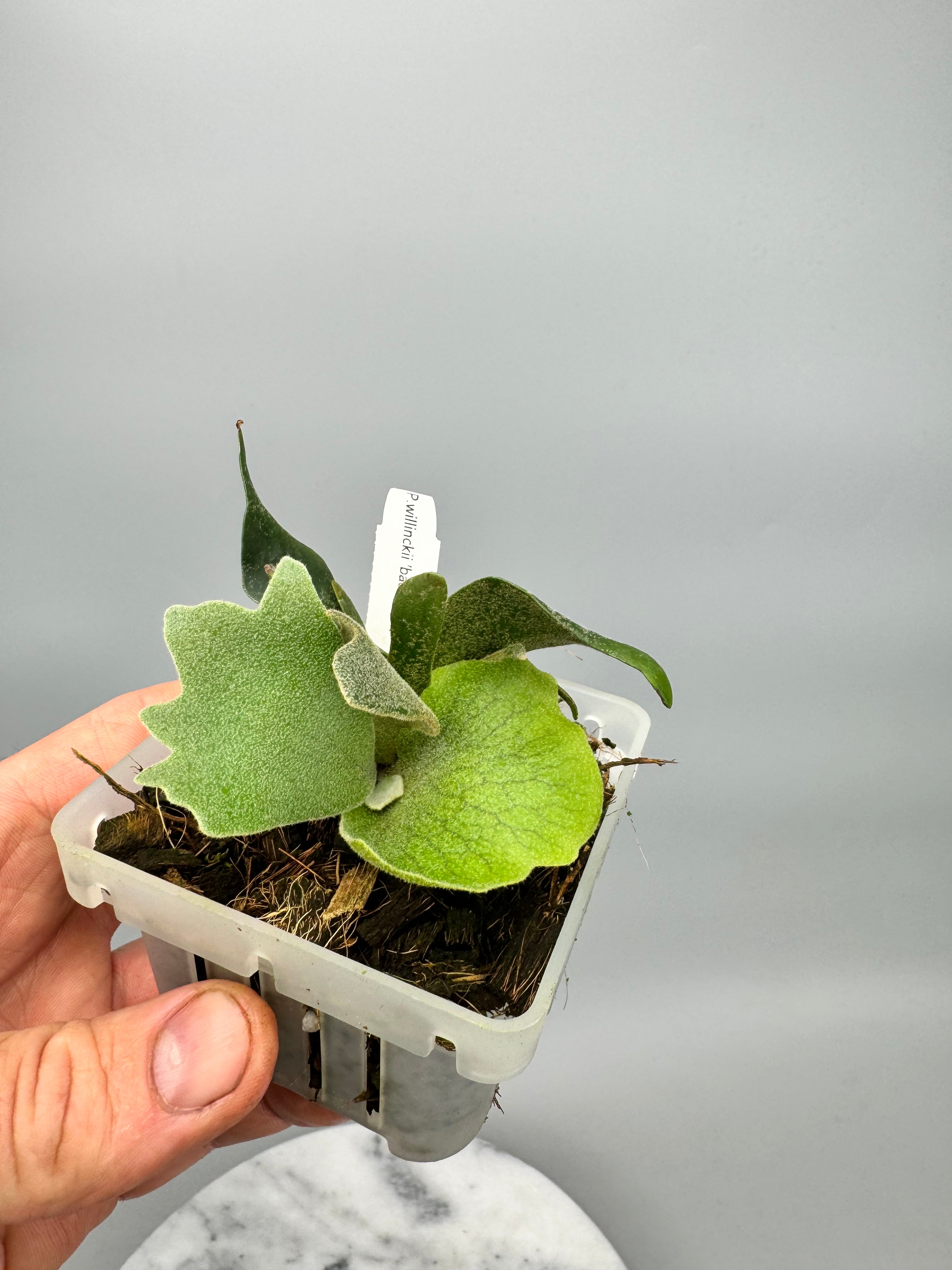 Platycerium willinckii "Bacteria"DWARF (Small Plant)