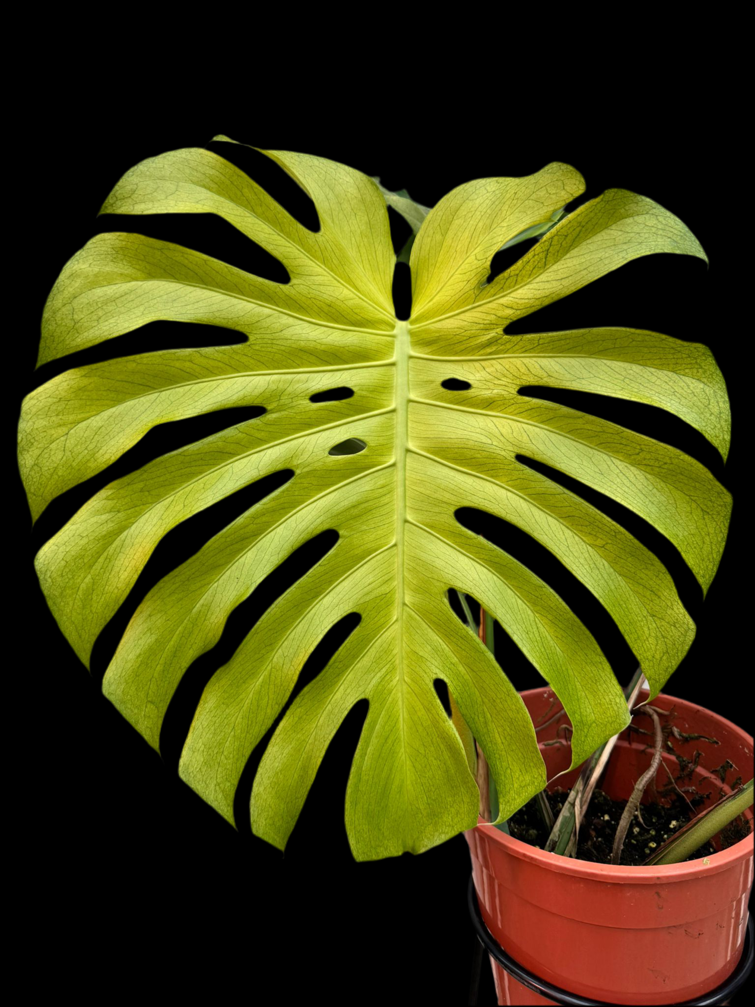 Monstera Ocean Mint (Nr 3)