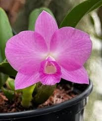 Sophronitis wittigiana x Laelia alaorii