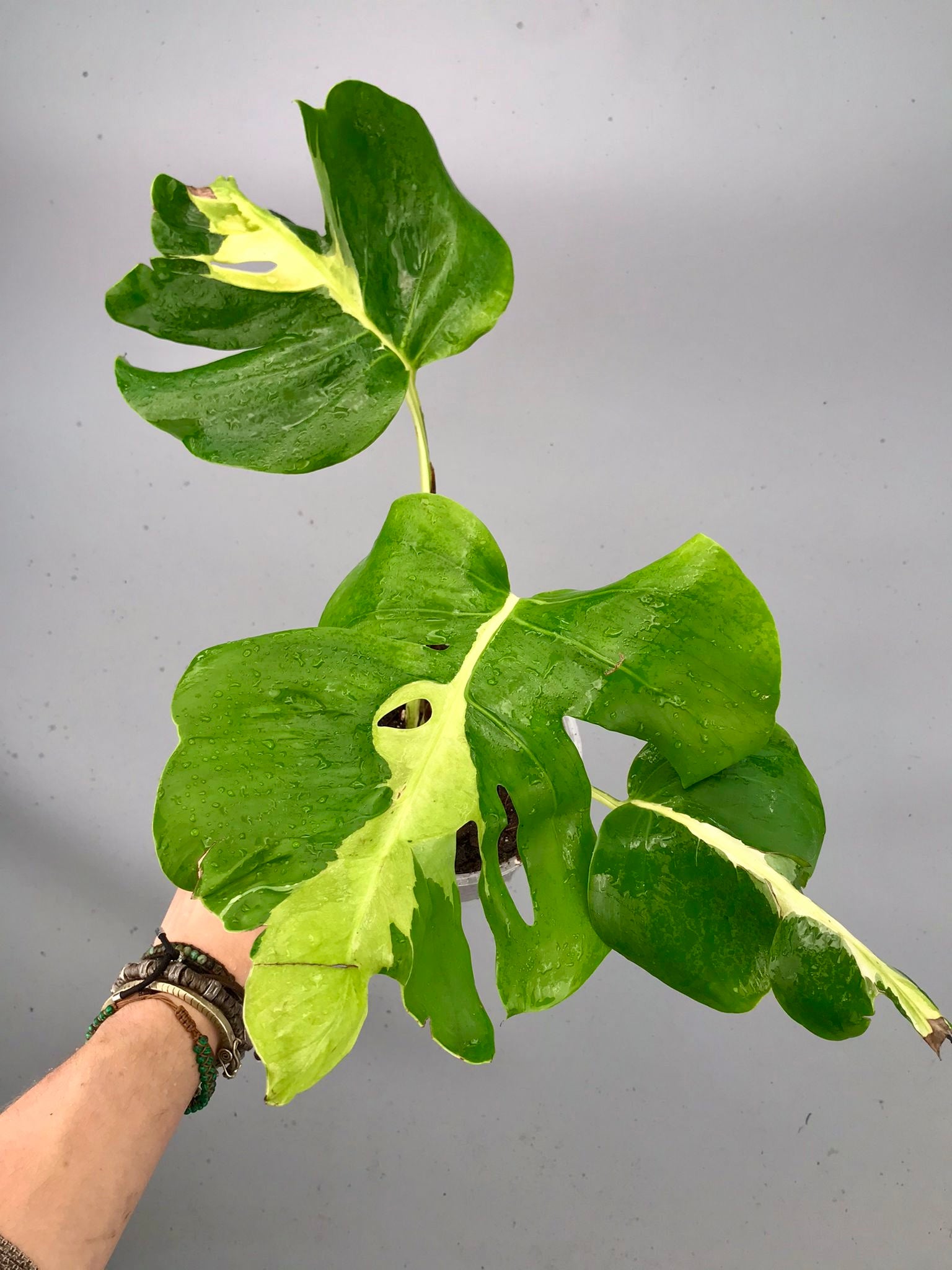 Monstera White Lava 'Lalamove' nr 1