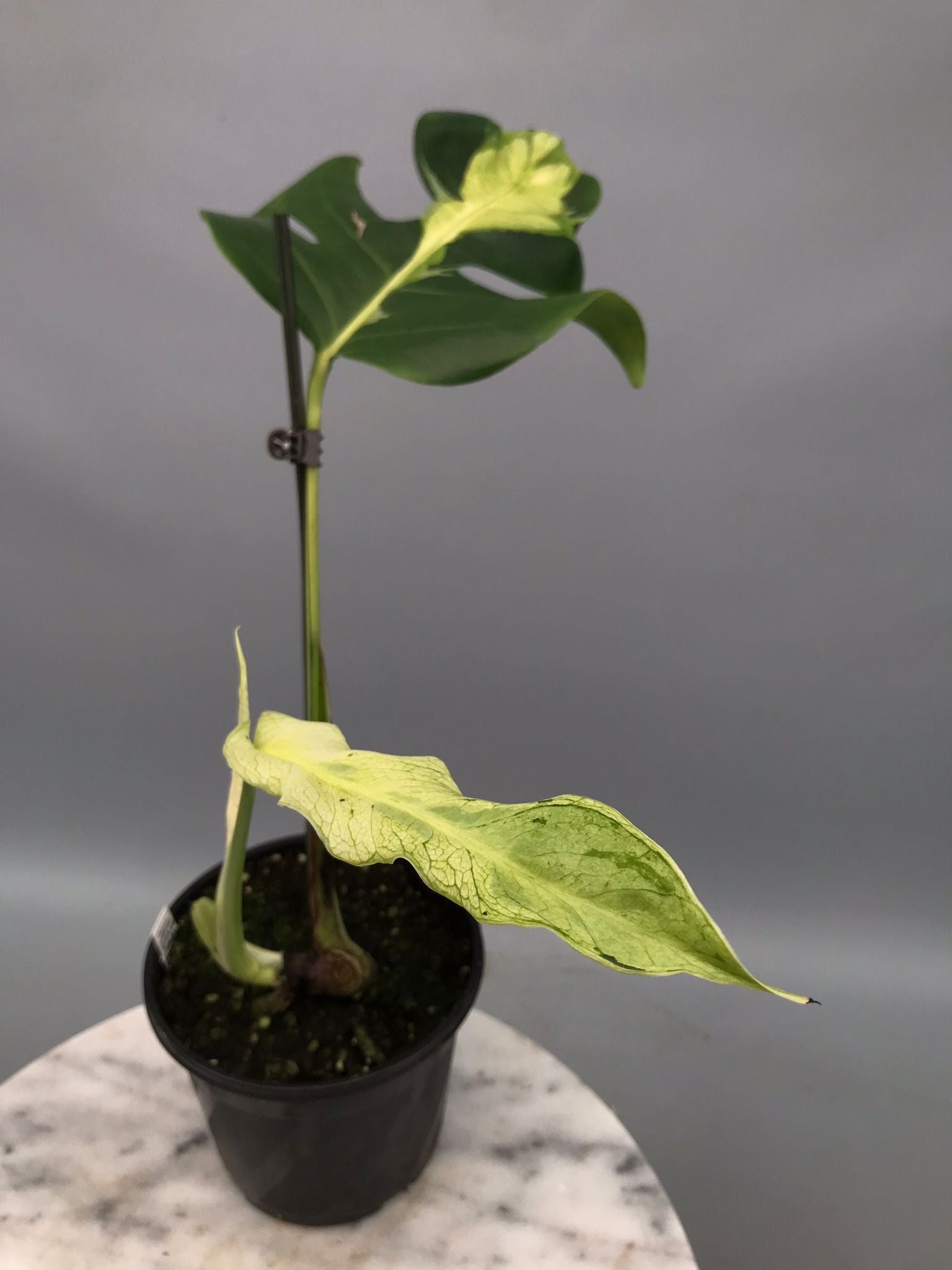 Monstera White Lava 'Lalamove' nr 2