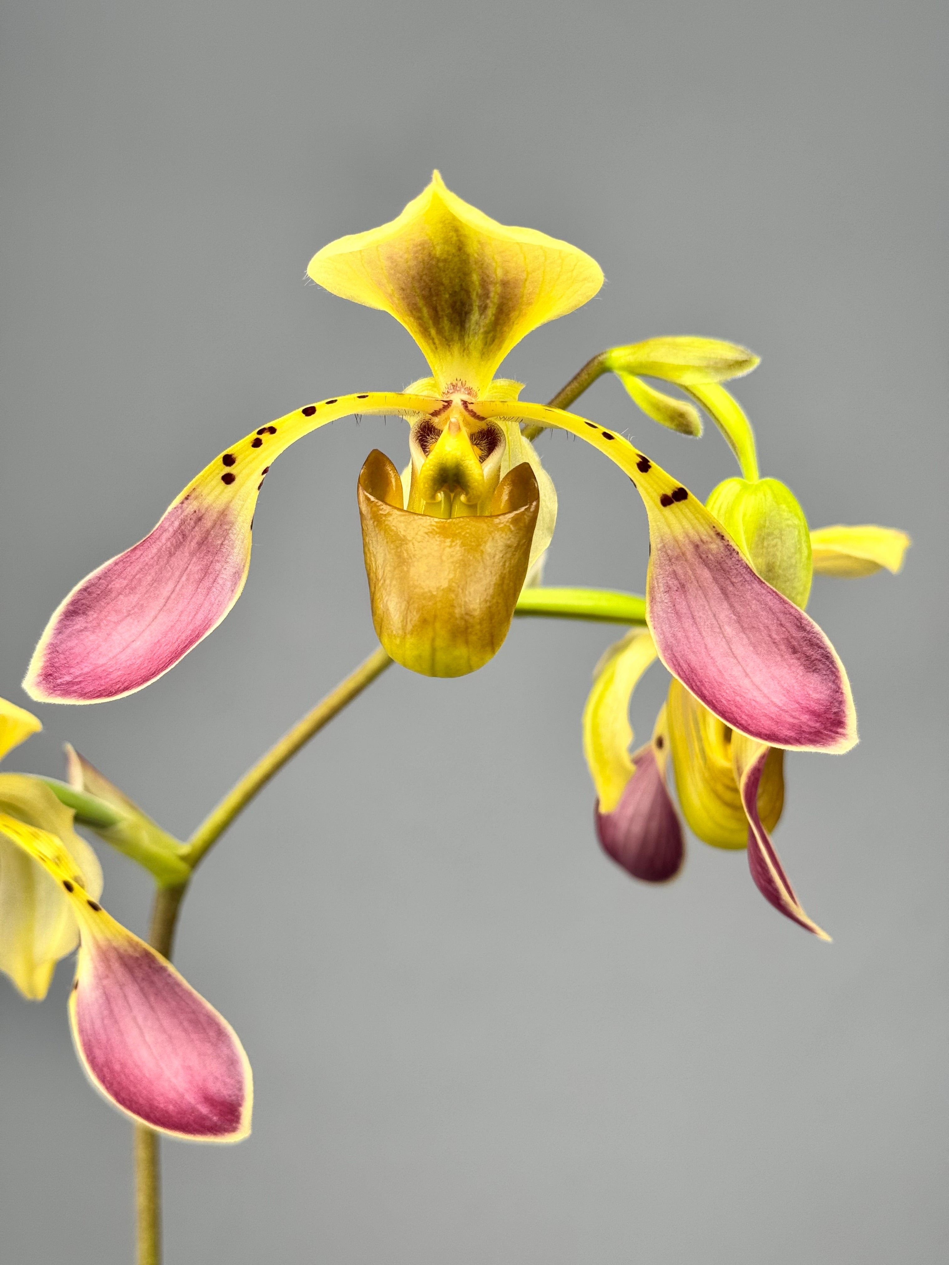 Paphiopedilum lowii var semi alba (Rare selection)