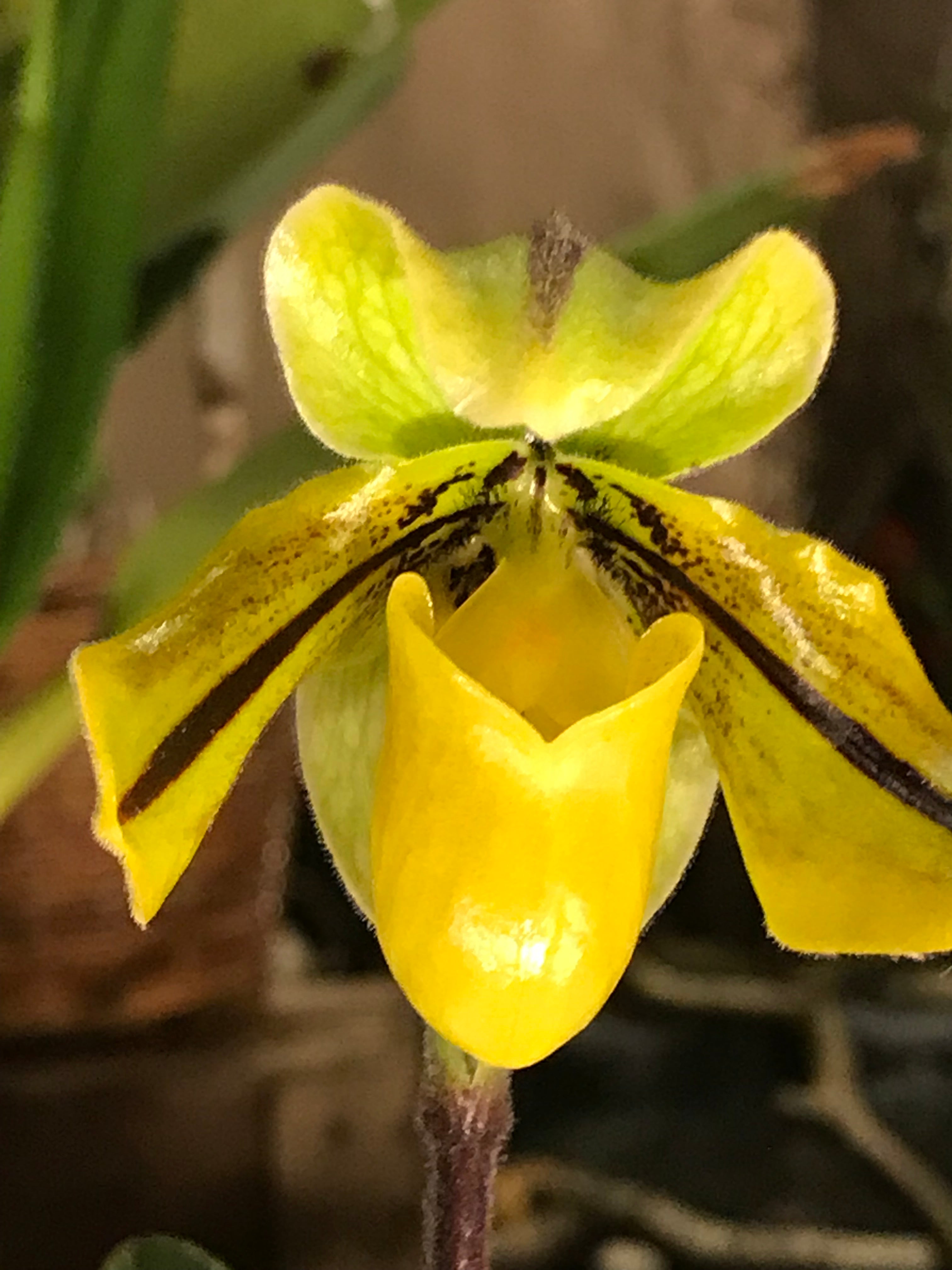 Paphiopedilum druryi