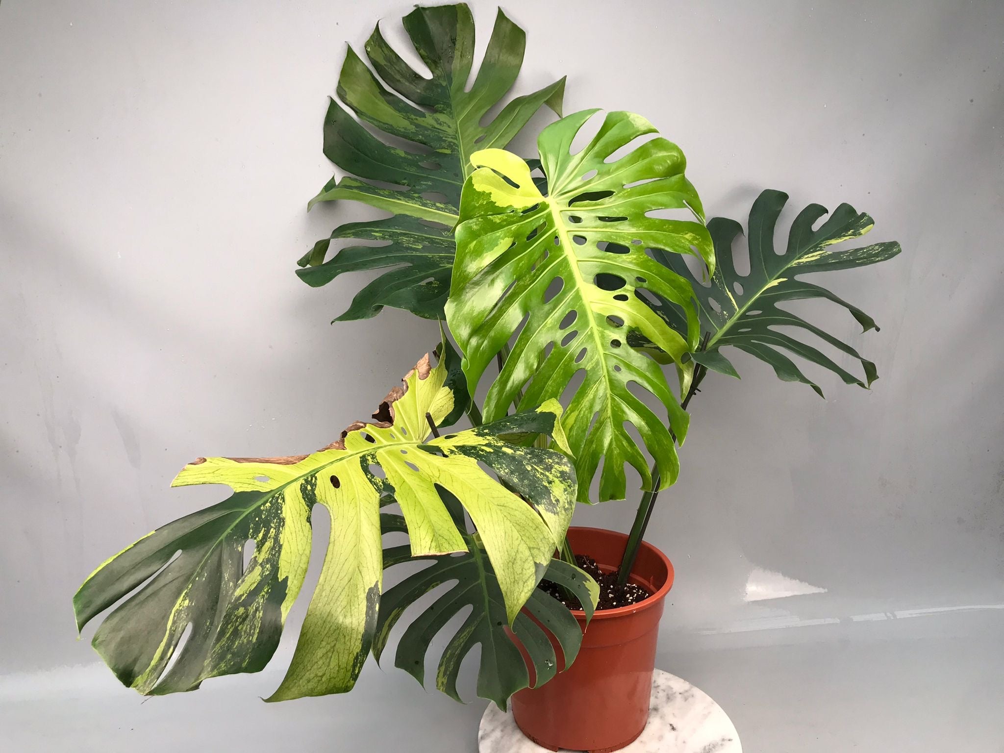 Monstera Ocean Mint XL nr 1