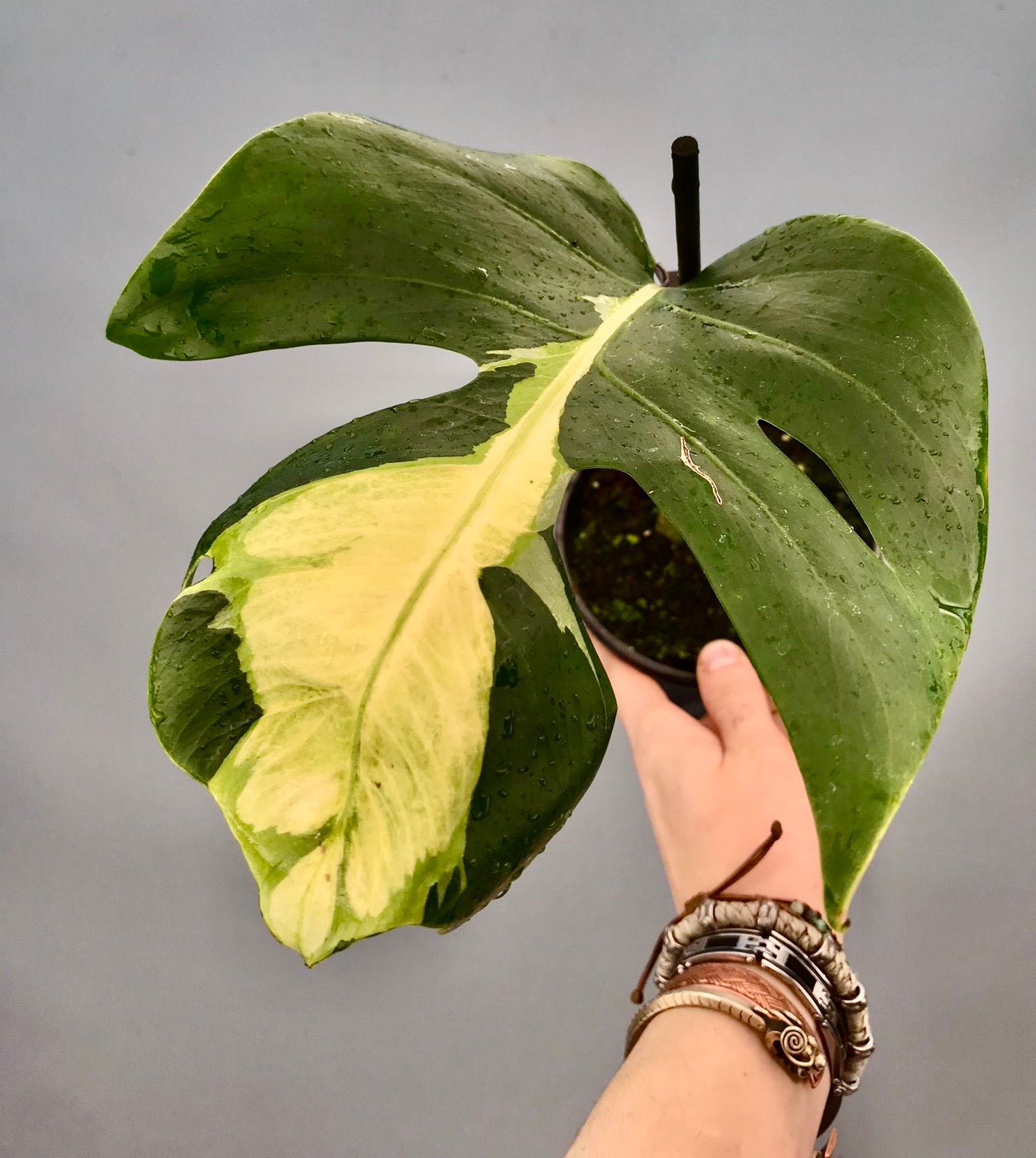 Monstera White Lava 'Lalamove' nr 1,2