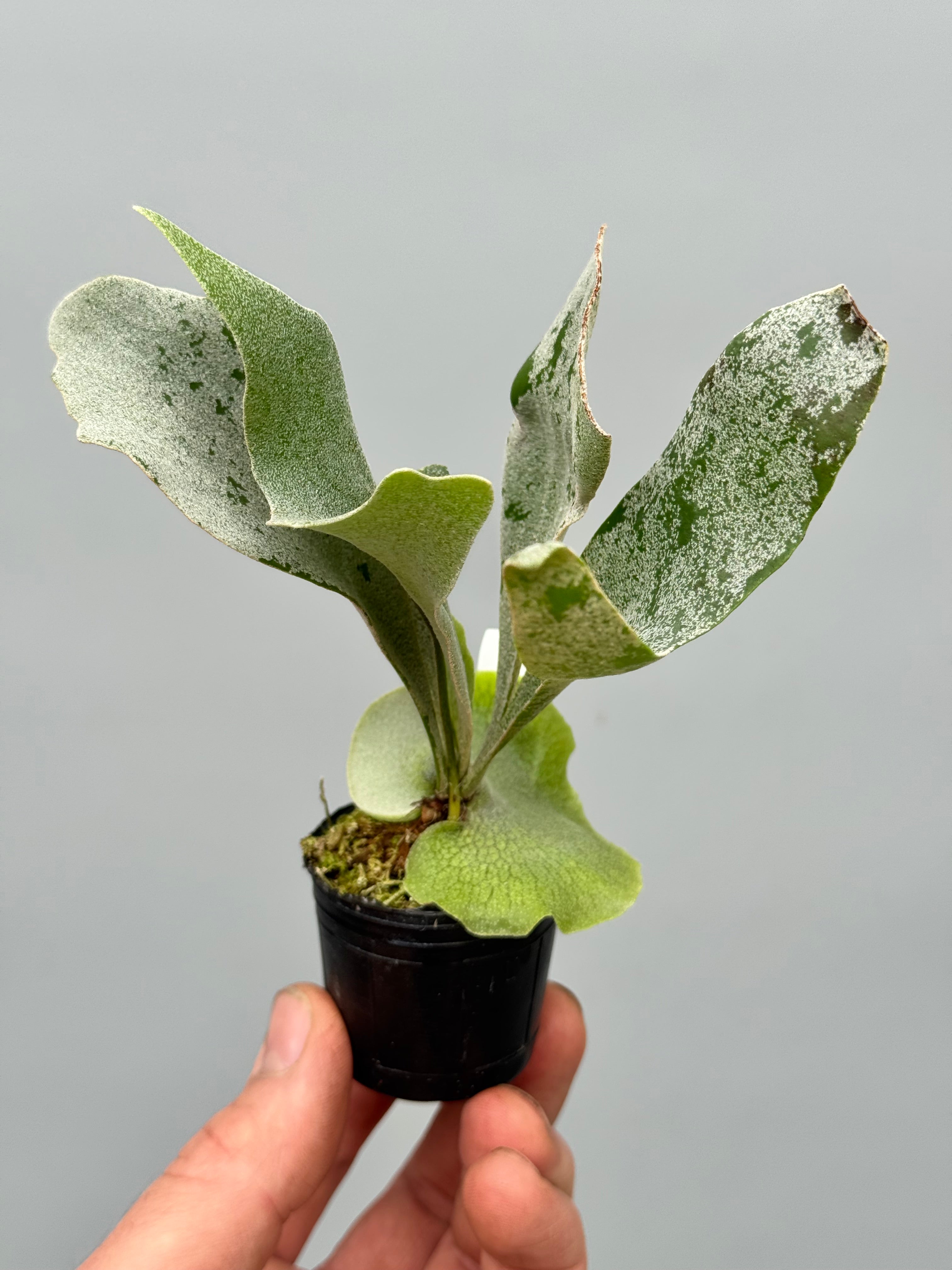 Platycerium White Gizmo