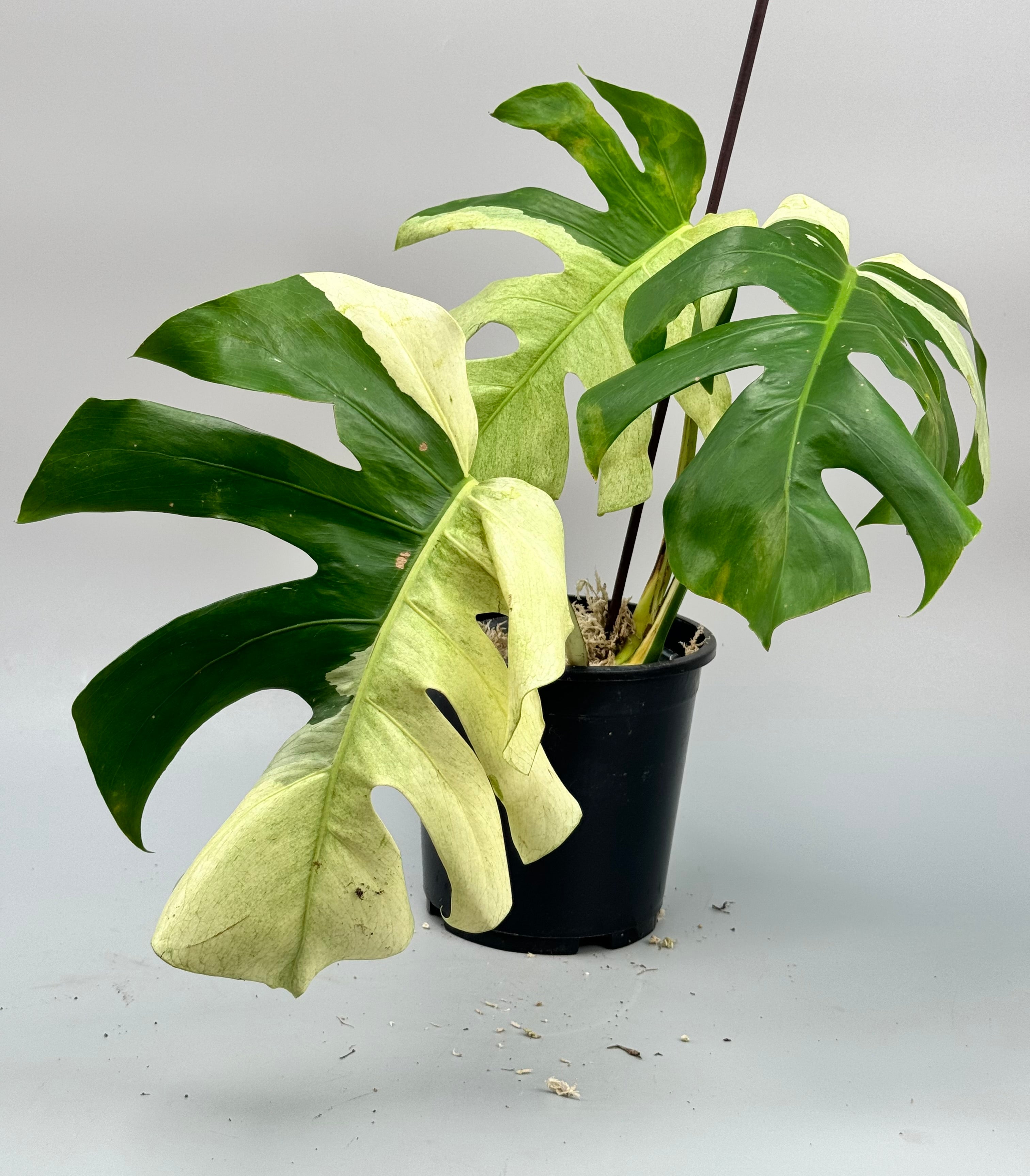 Monstera deliciosa borsigiana "Brazil Mint" (Almost Full Moon)