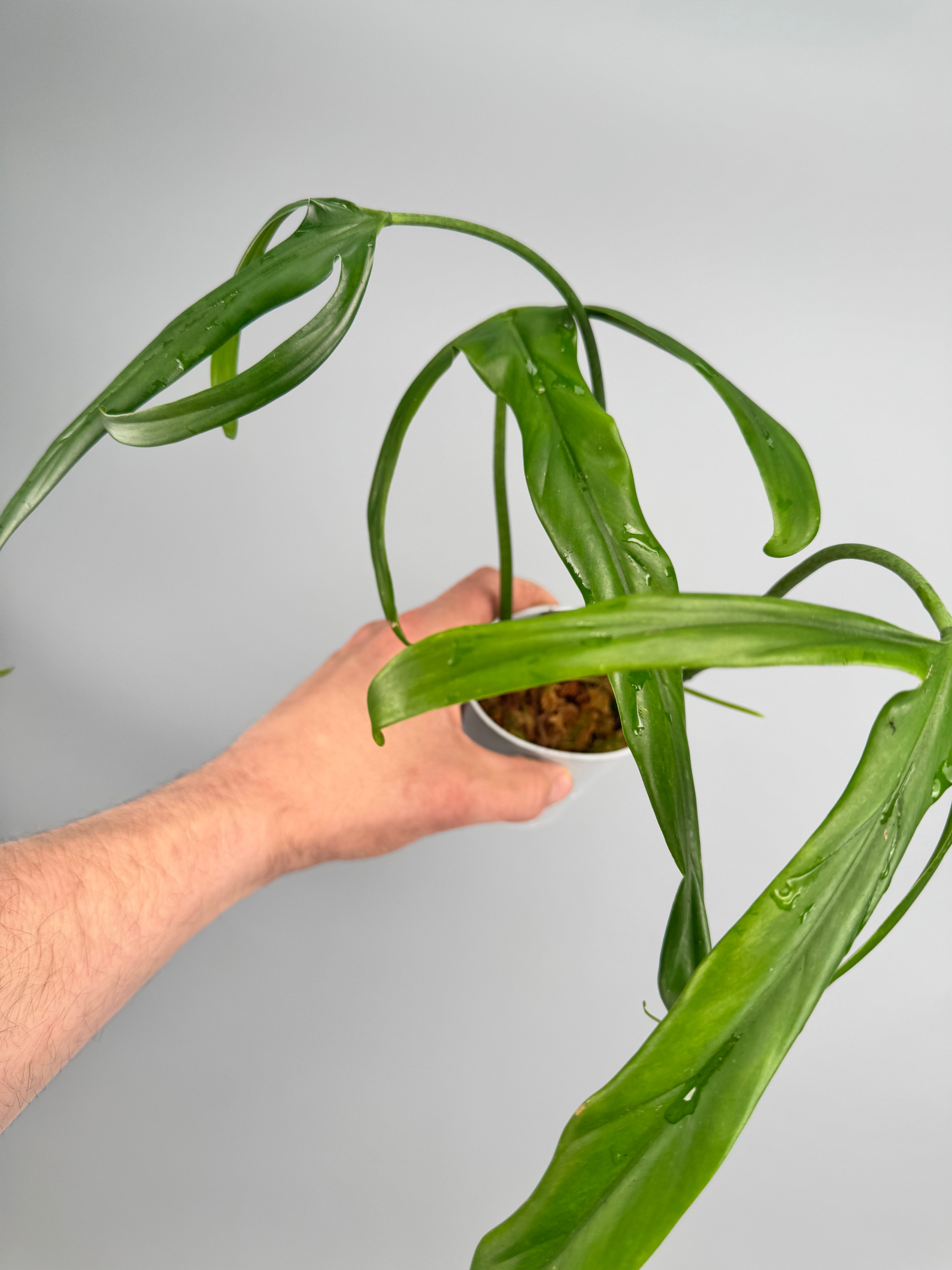 Philodendron holtonianum Variegata/GREEN