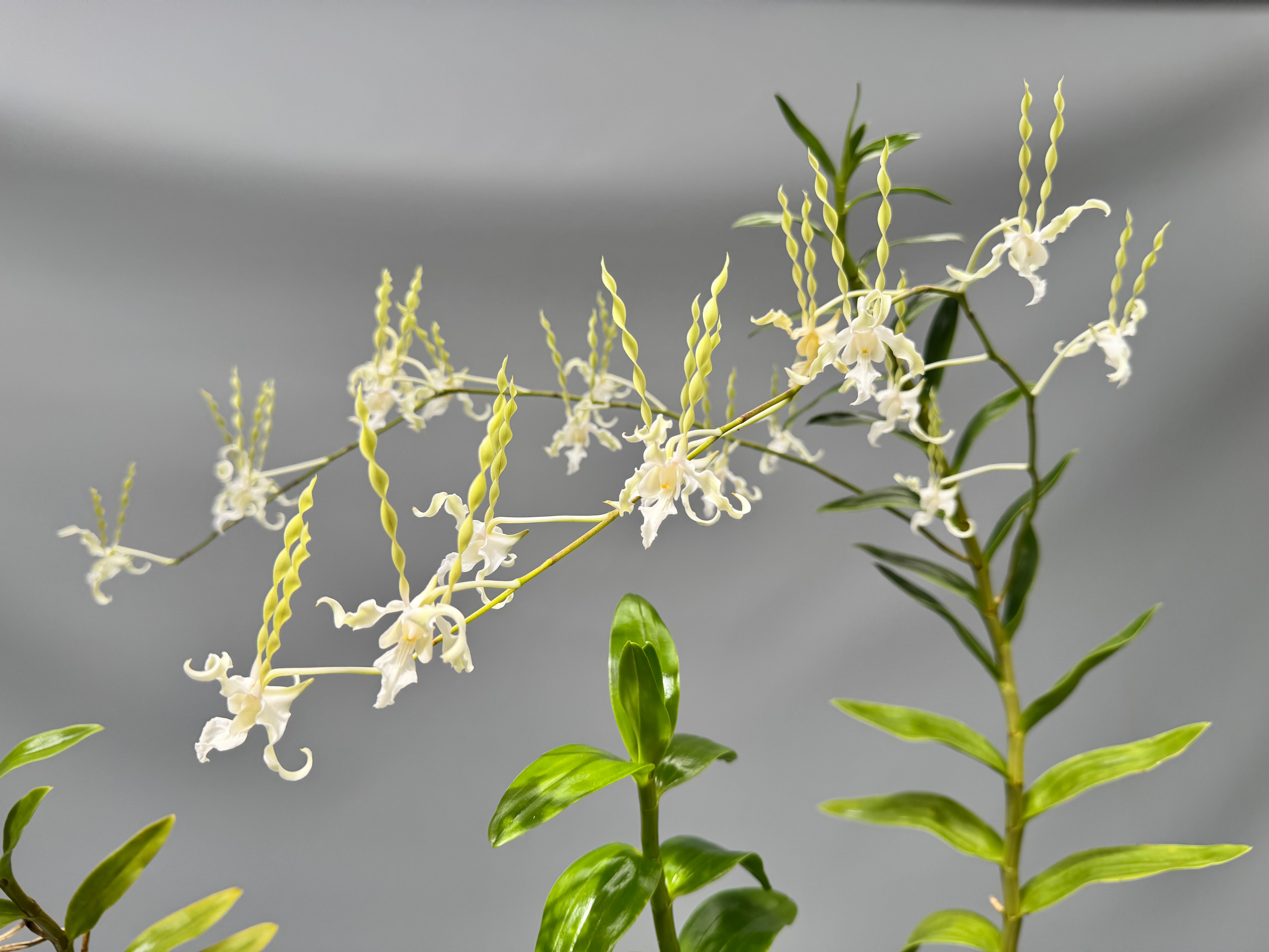 Dendrobium antennatum var. Alba