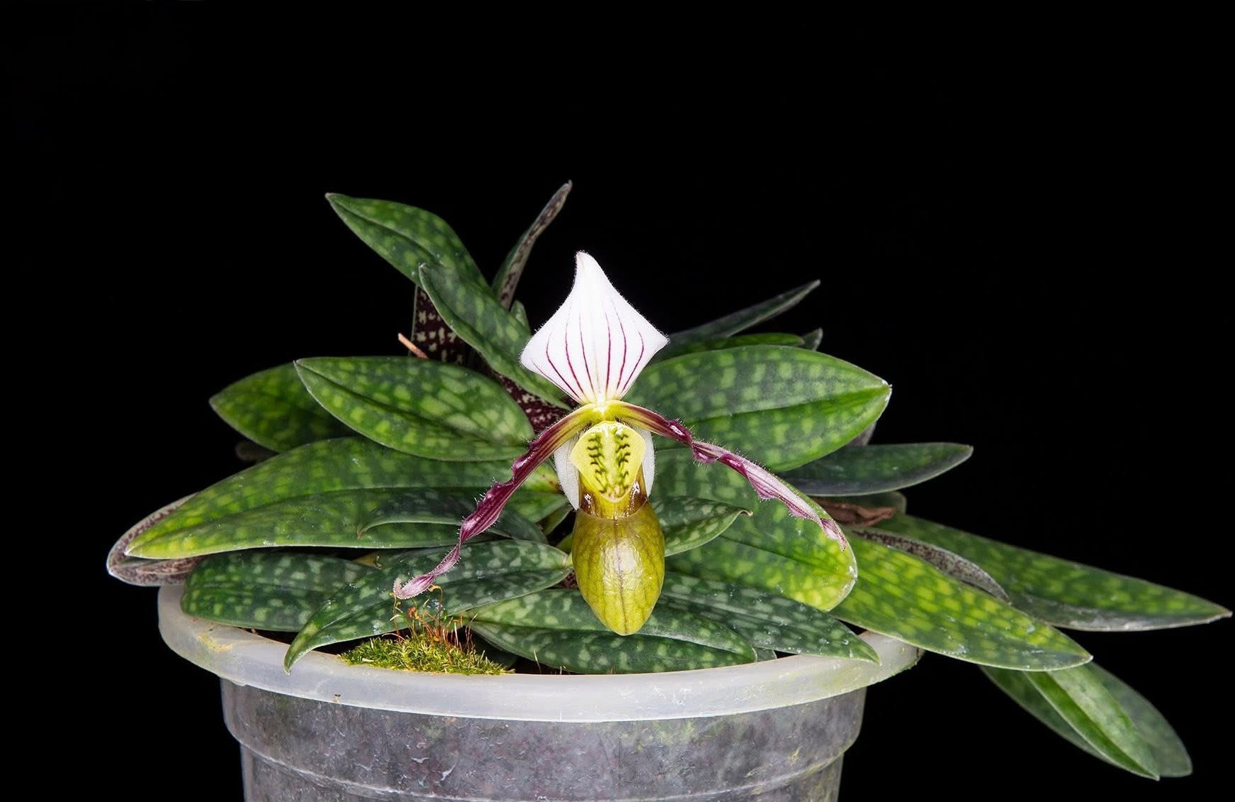 Paphiopedilum canhii