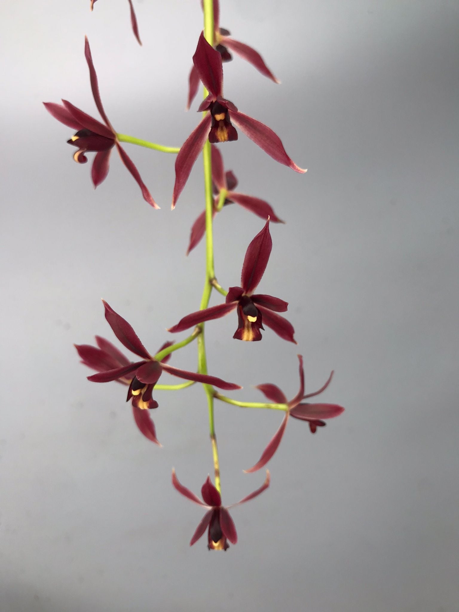 Cymbidium dayanum red