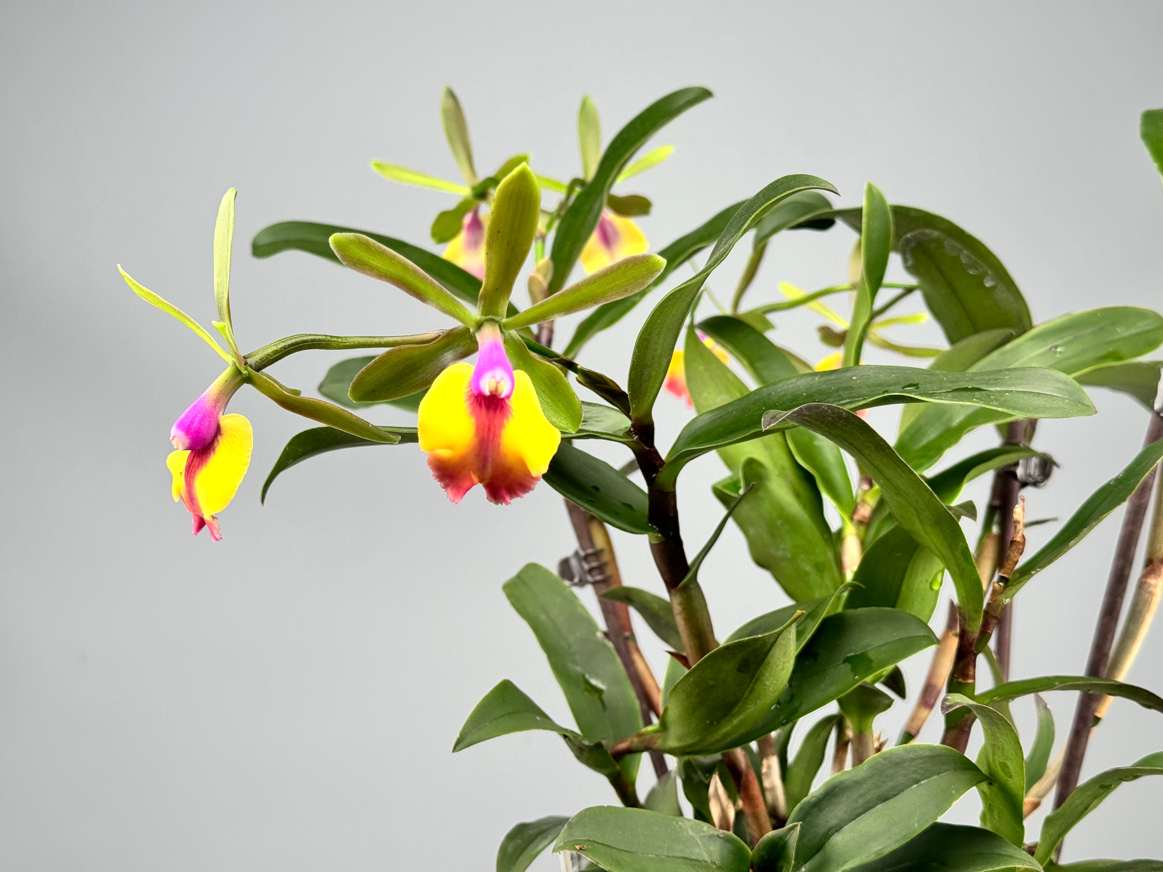 Epc. Rene Marques "Flame Thrower" HCC/AOS ‘Big Plant’