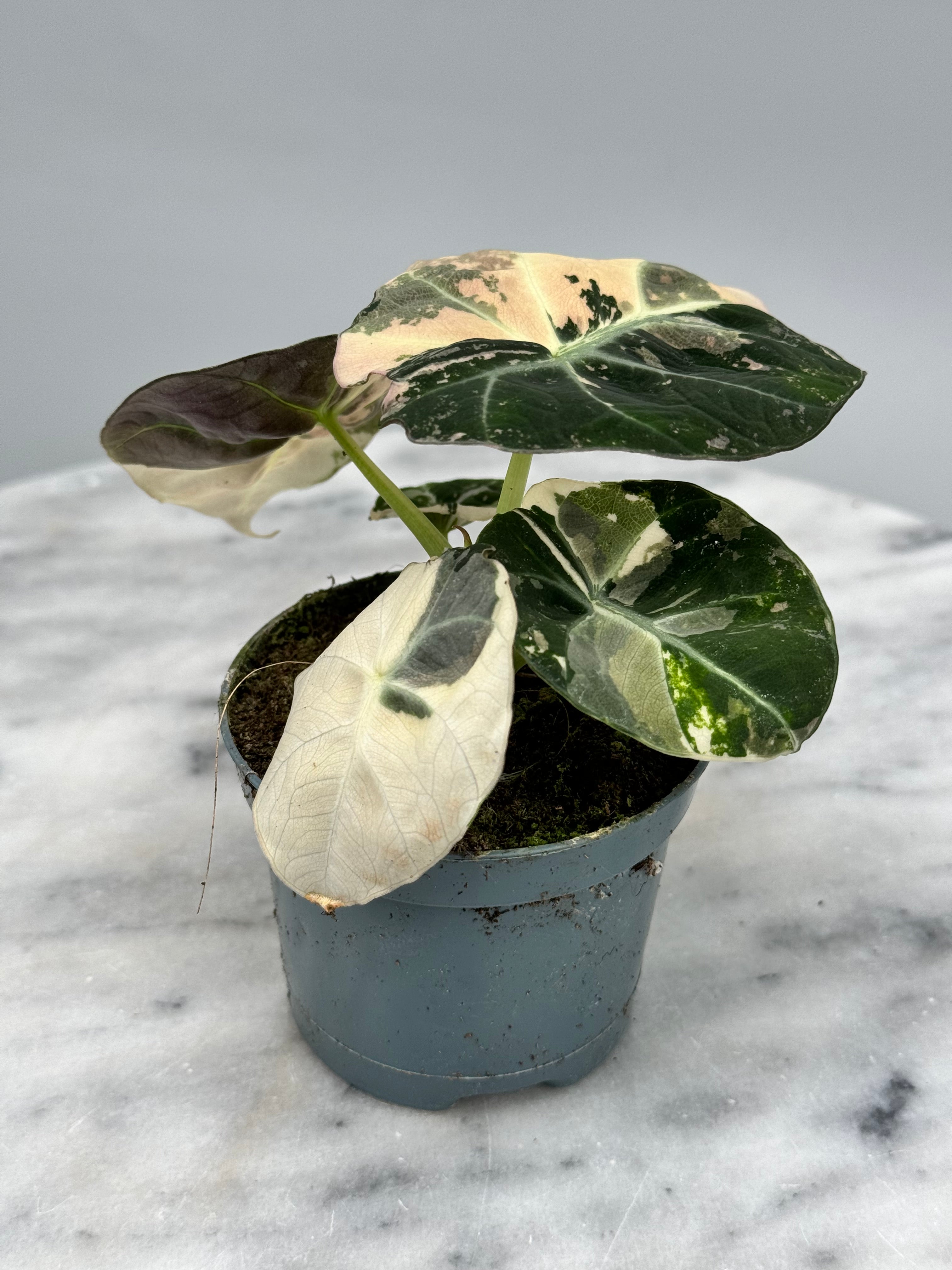 Alocasia black velvet variegata