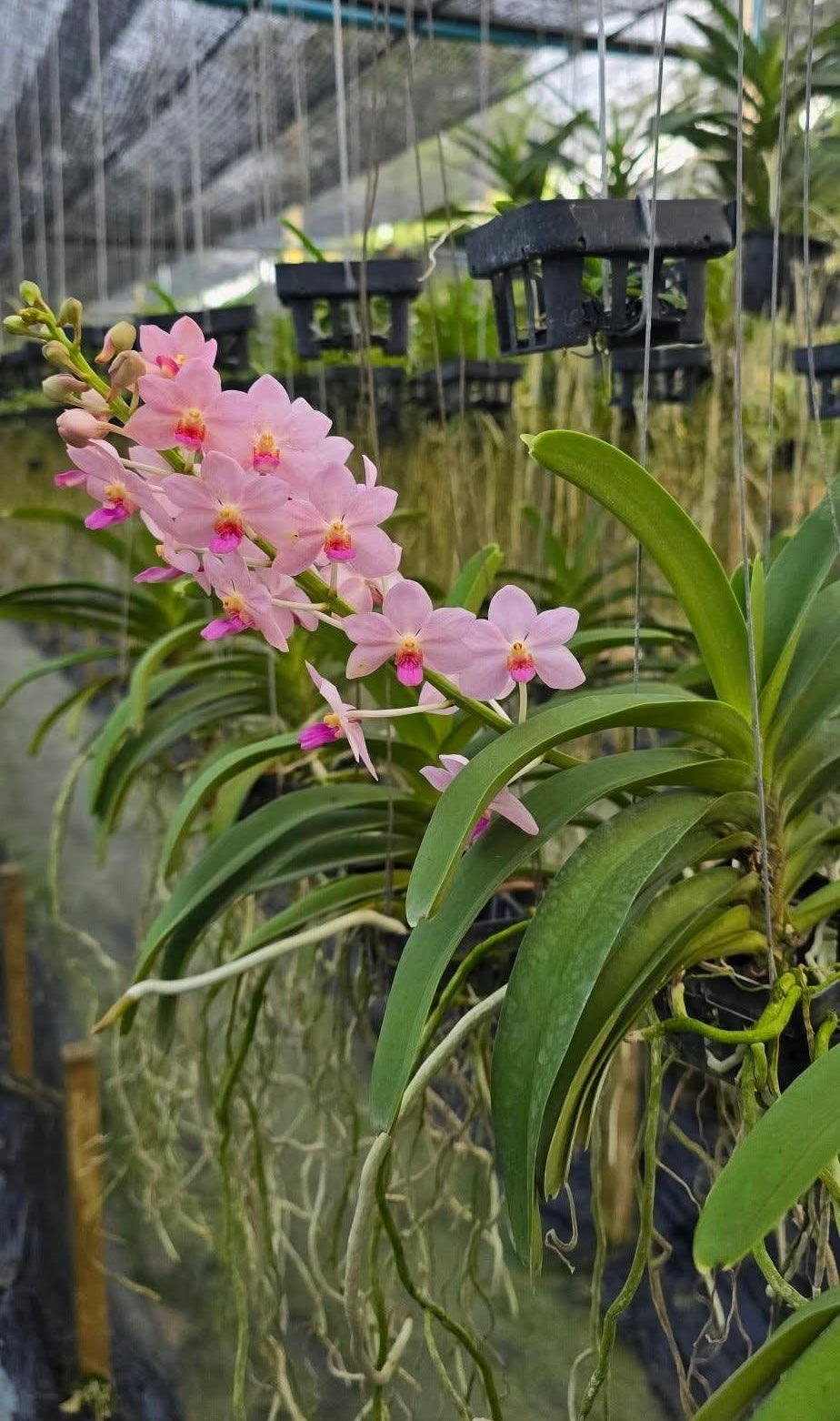 Vandachostylis Kouishiro Ikai