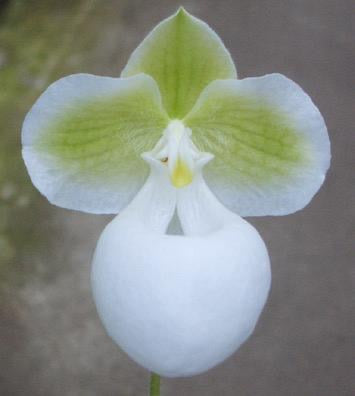 Paphiopedilum micranthum Alba