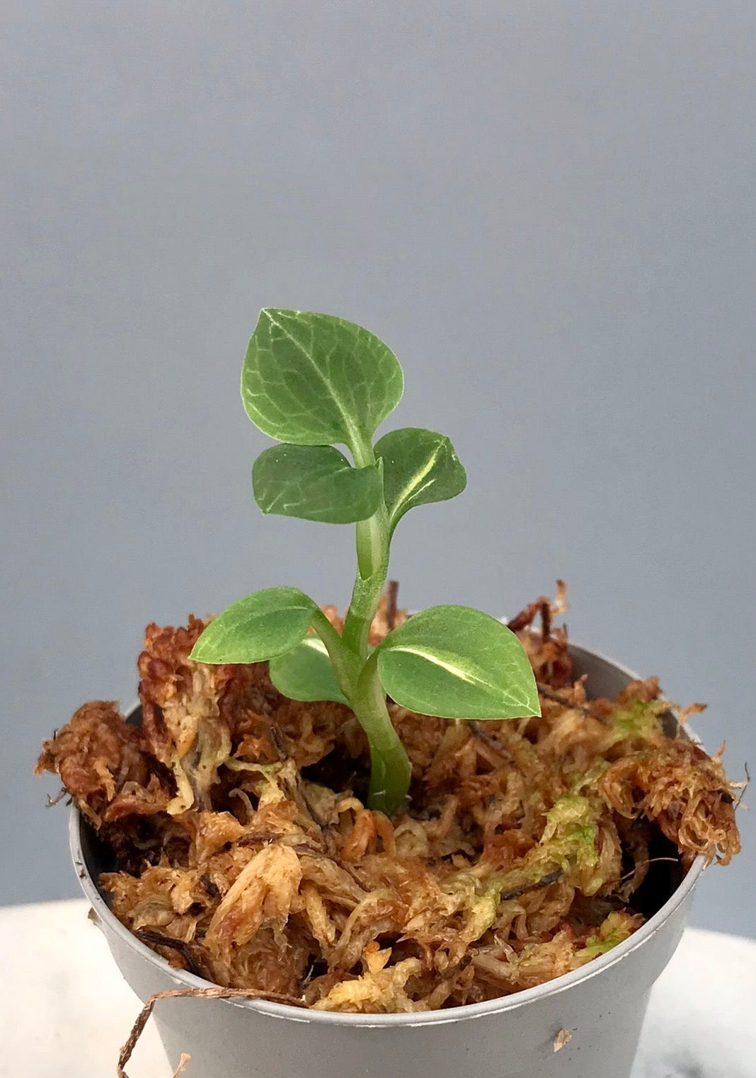 Goodyera schlechtendaliana "Variegata"