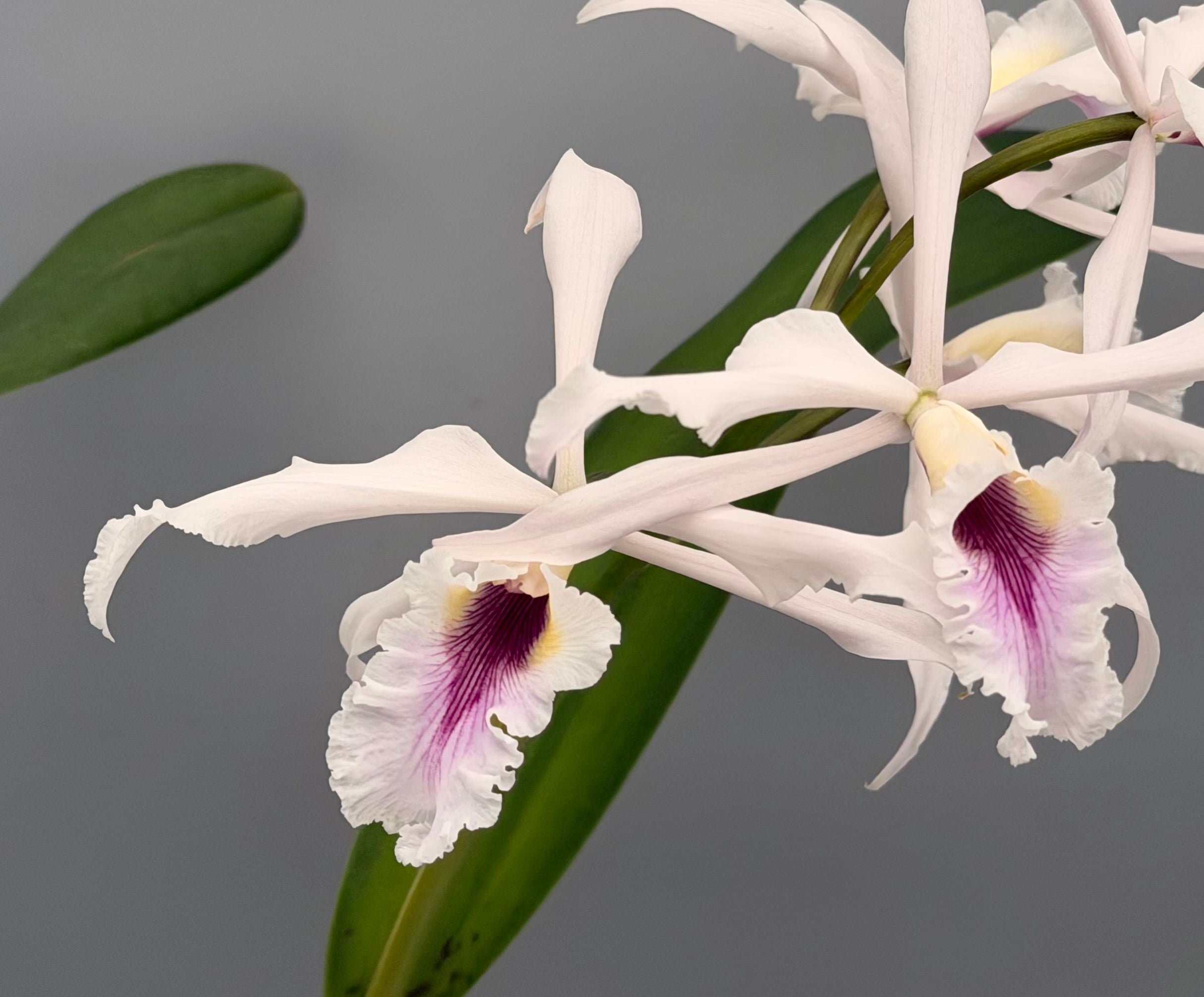 Laelia crispa semi alba