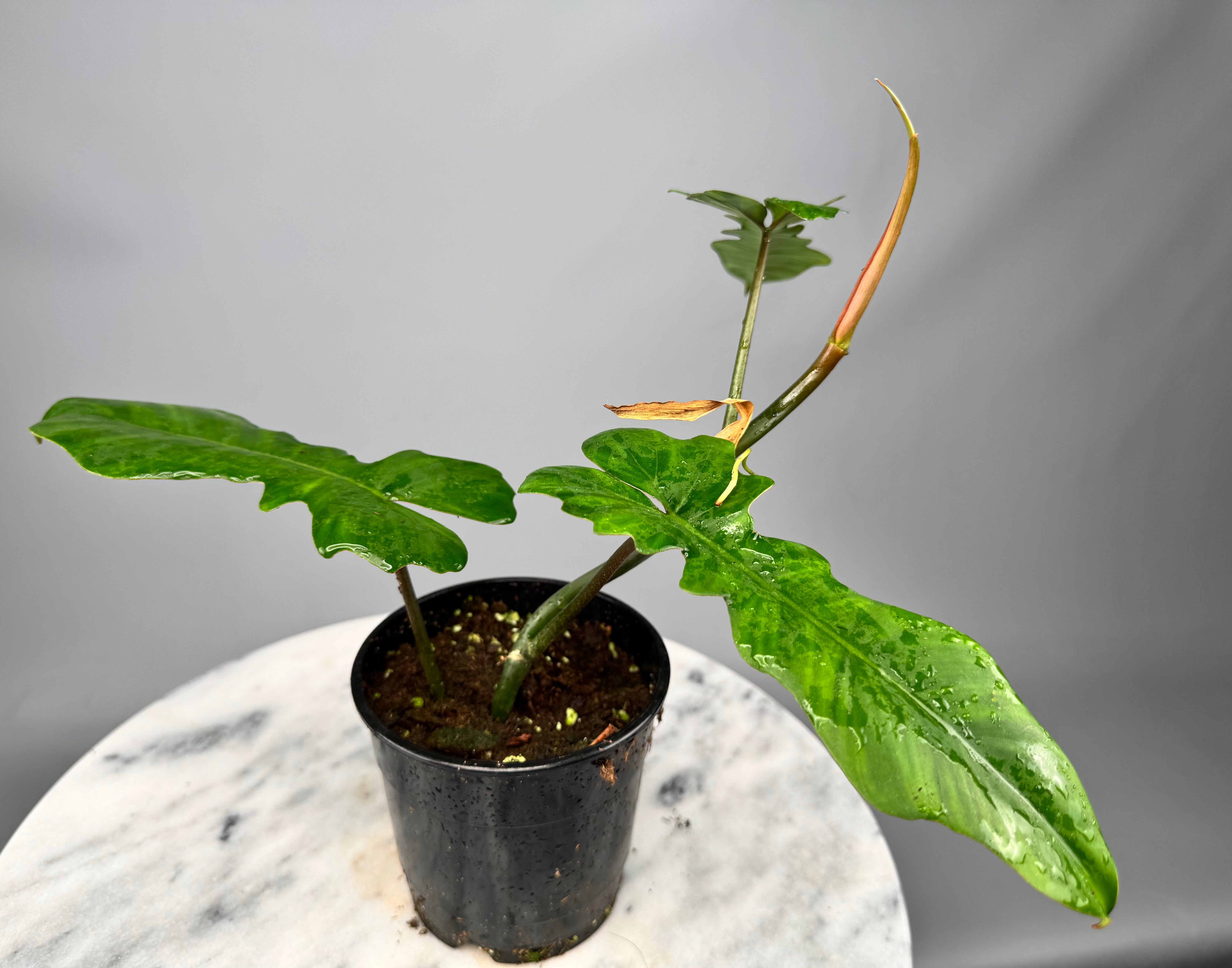 Philodendron pedatum x Bob Cee