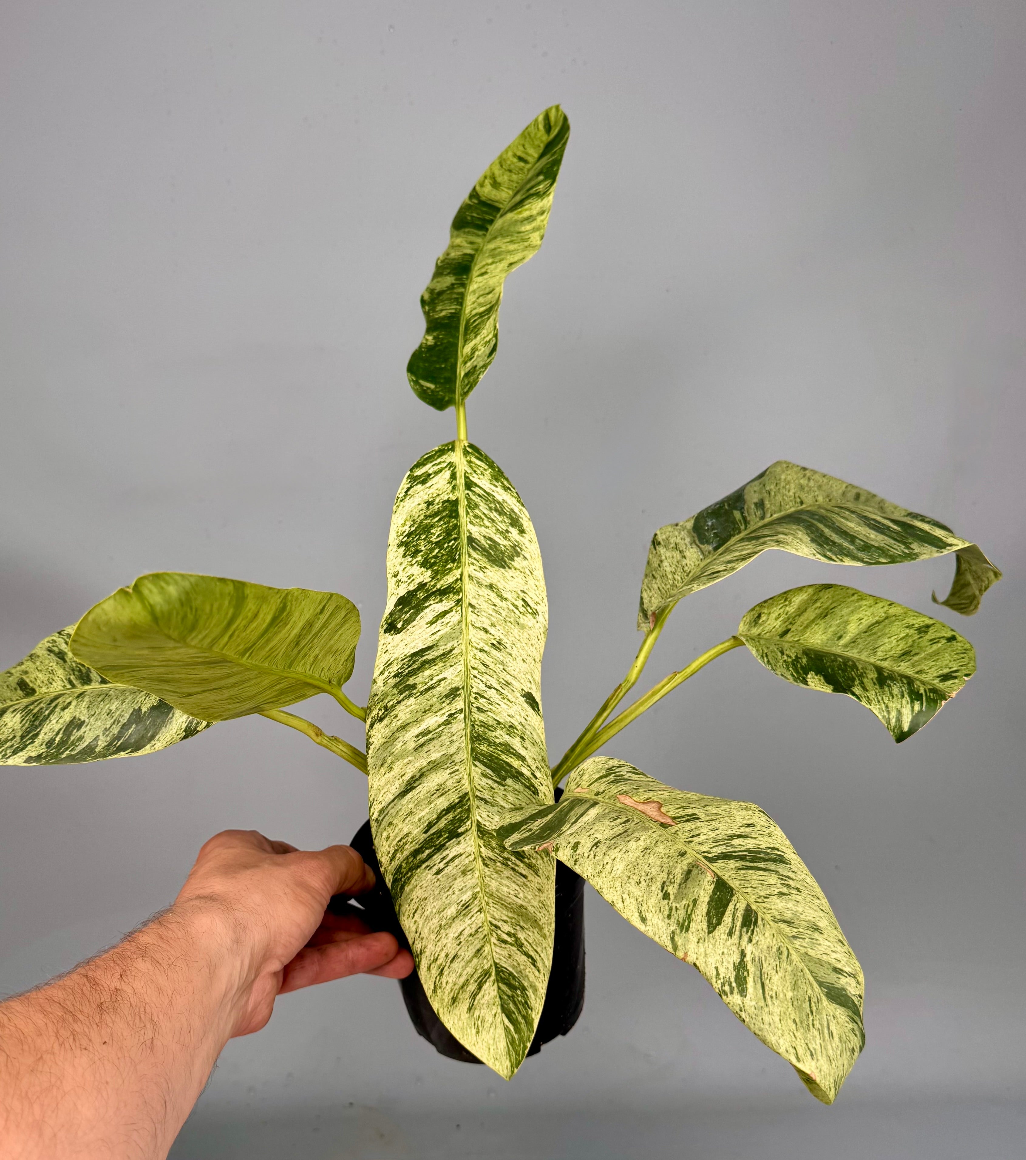 Epipremnum giganteum Variegated albo