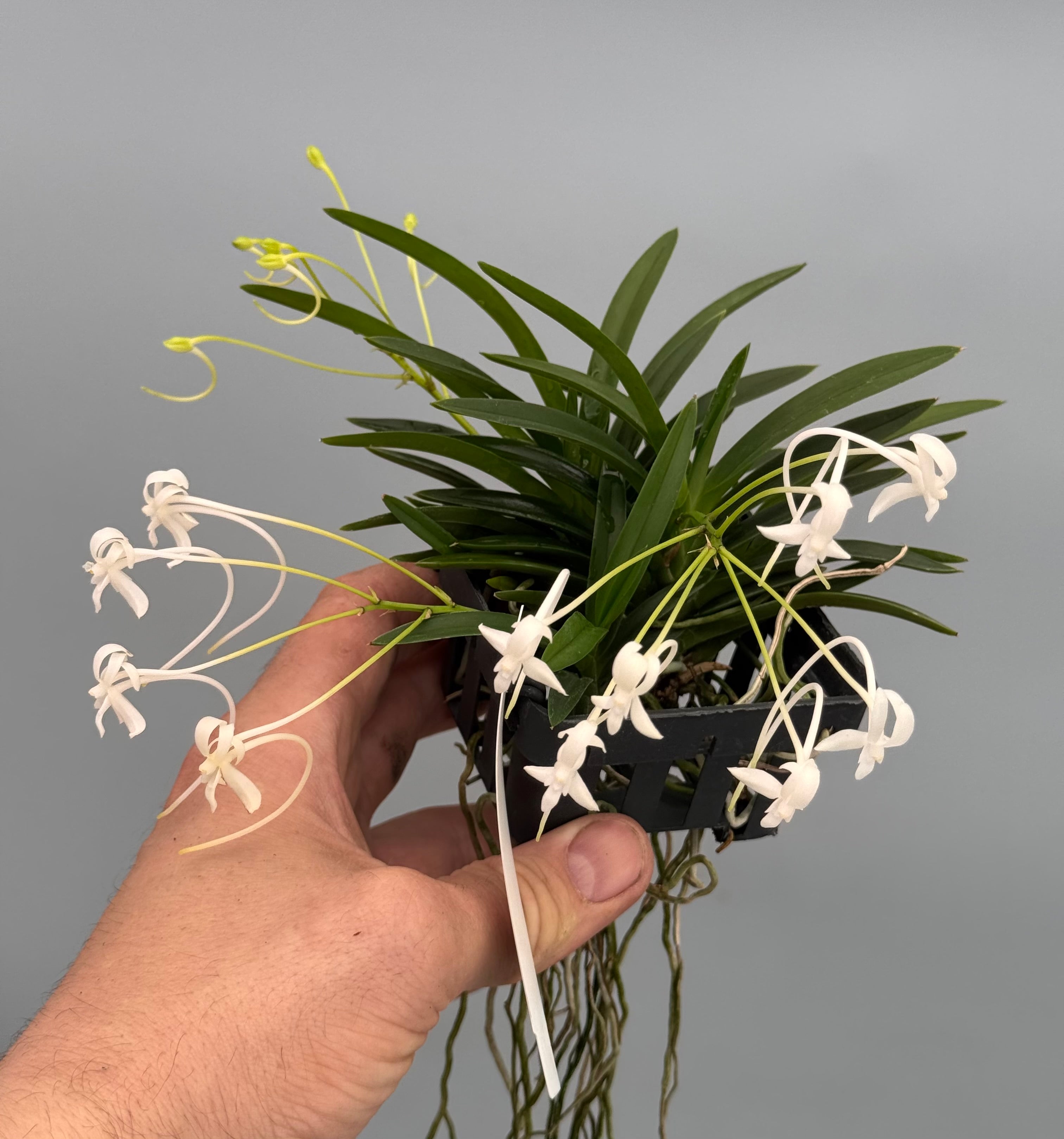 Neofinetia falcata "Clumb" (Big XL)