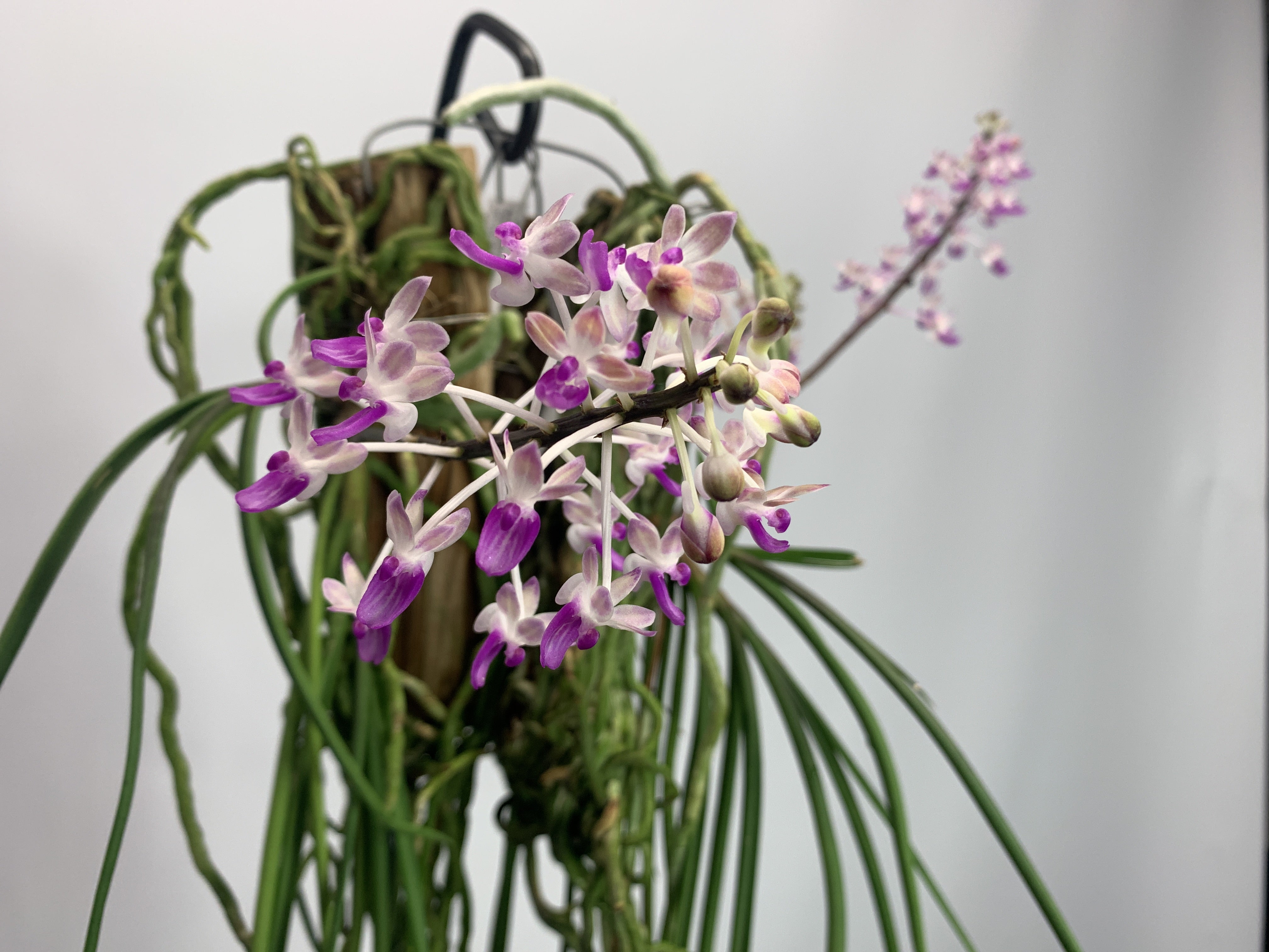 Seidenfadenia mitrata big