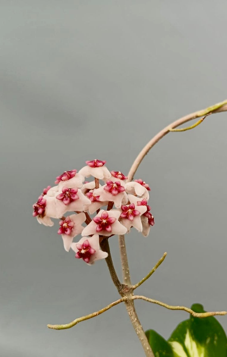 Hoya obovata variegata