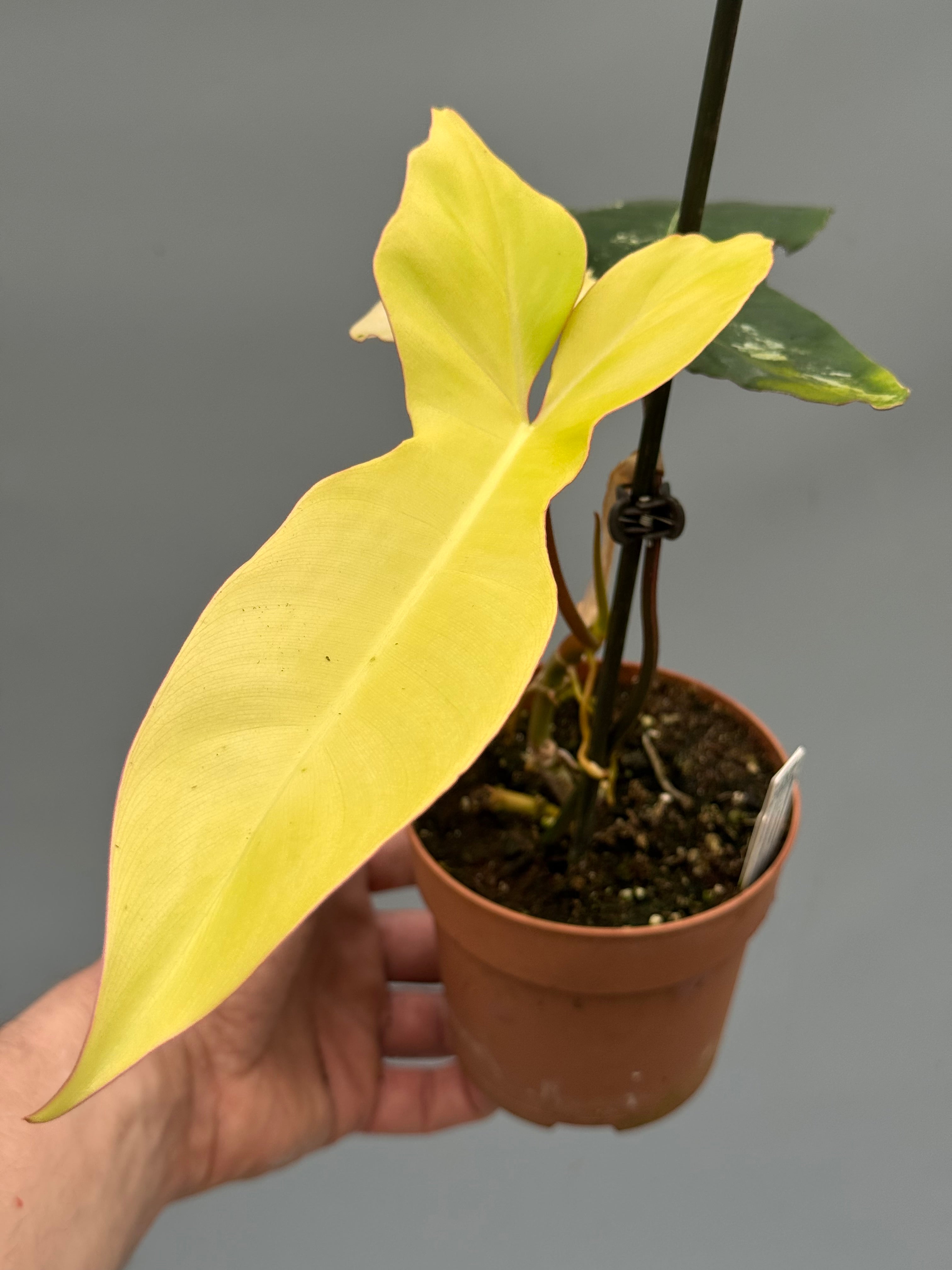 Philodendron billietiae variegata x Florida Beauty