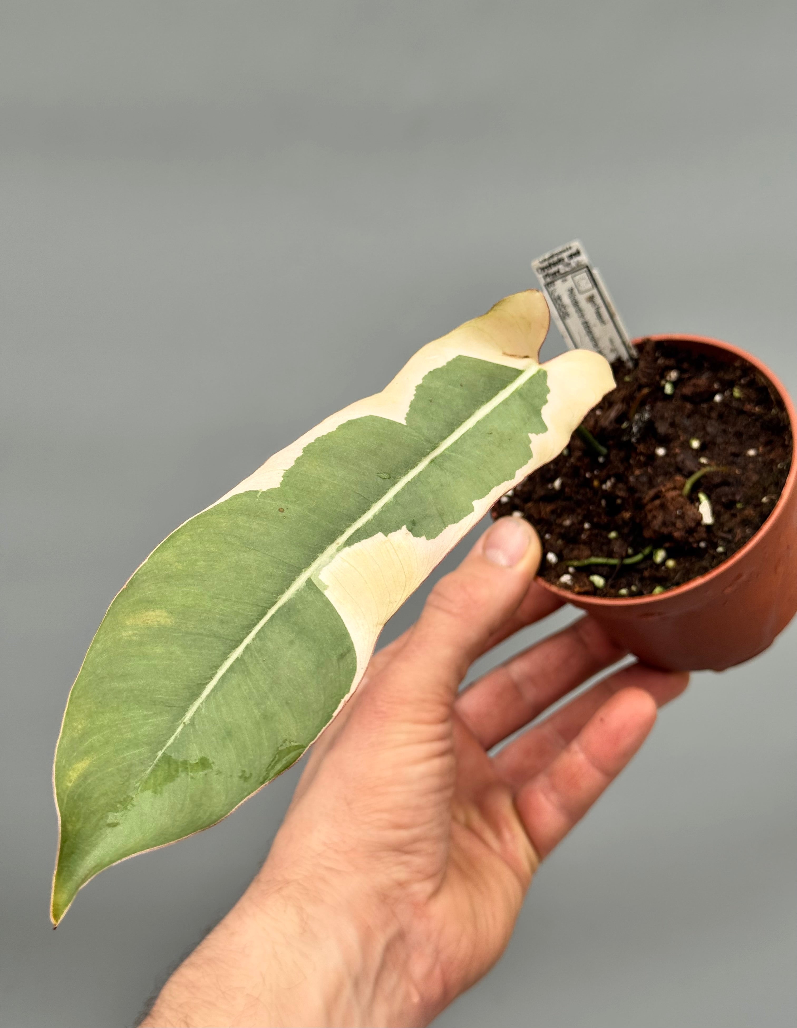 Philodendron atabapoense variegata albo (Leaf Cutting)