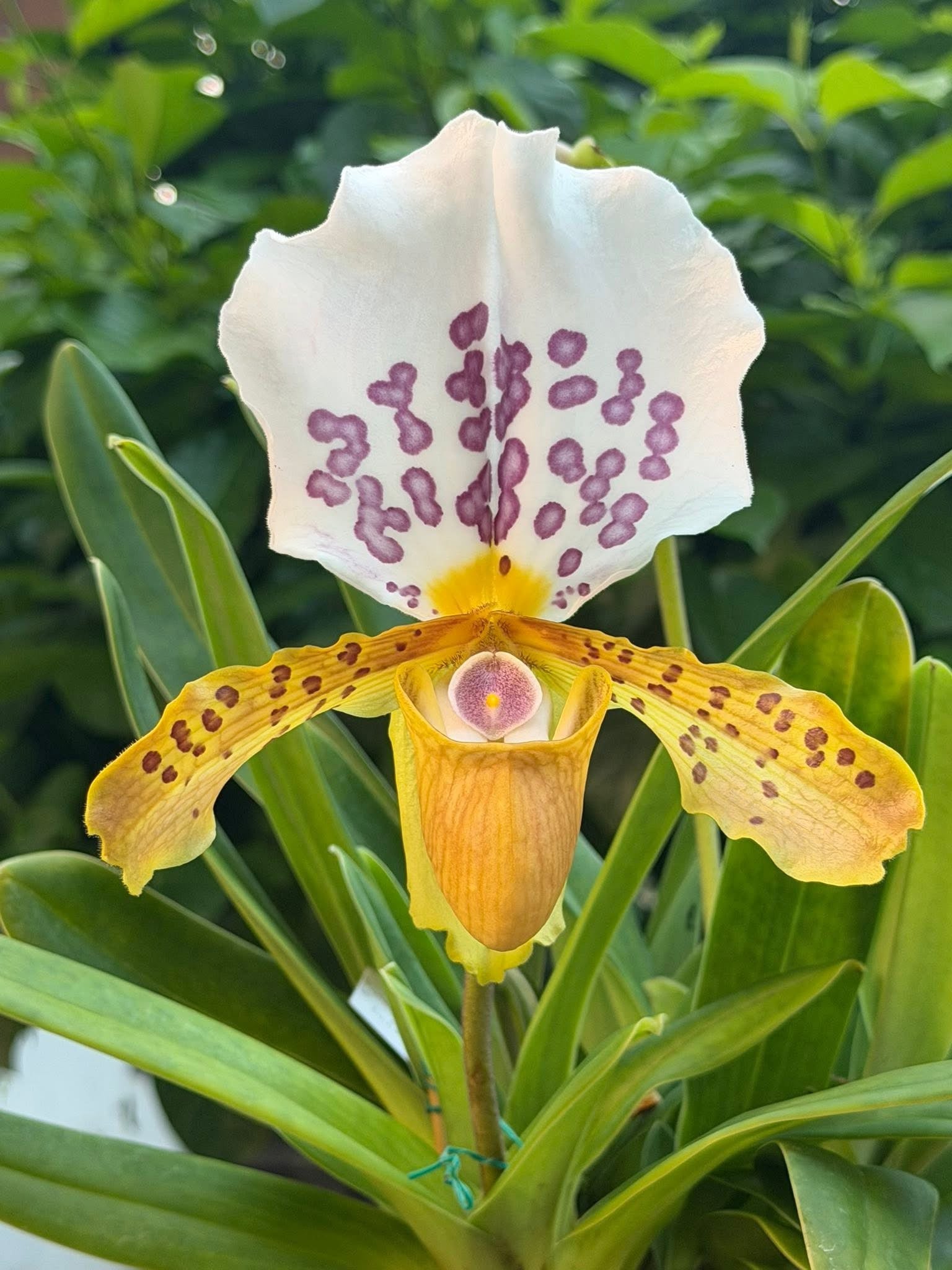 Paphiopedilum papilio-laoticus