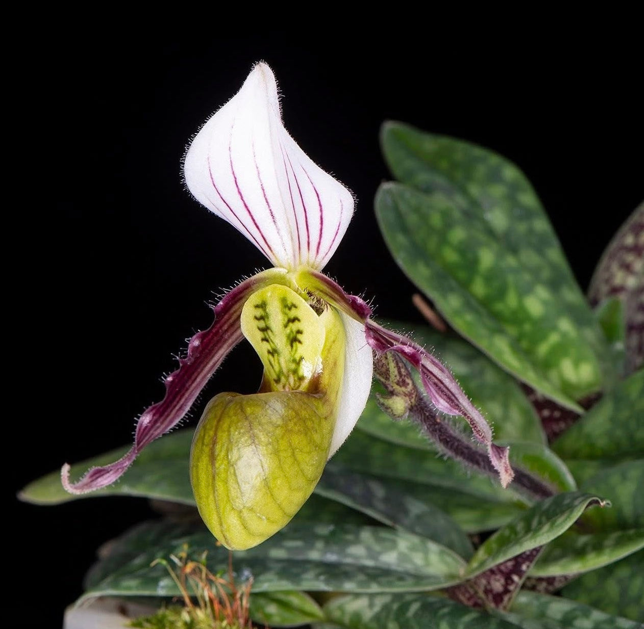 Paphiopedilum canhii