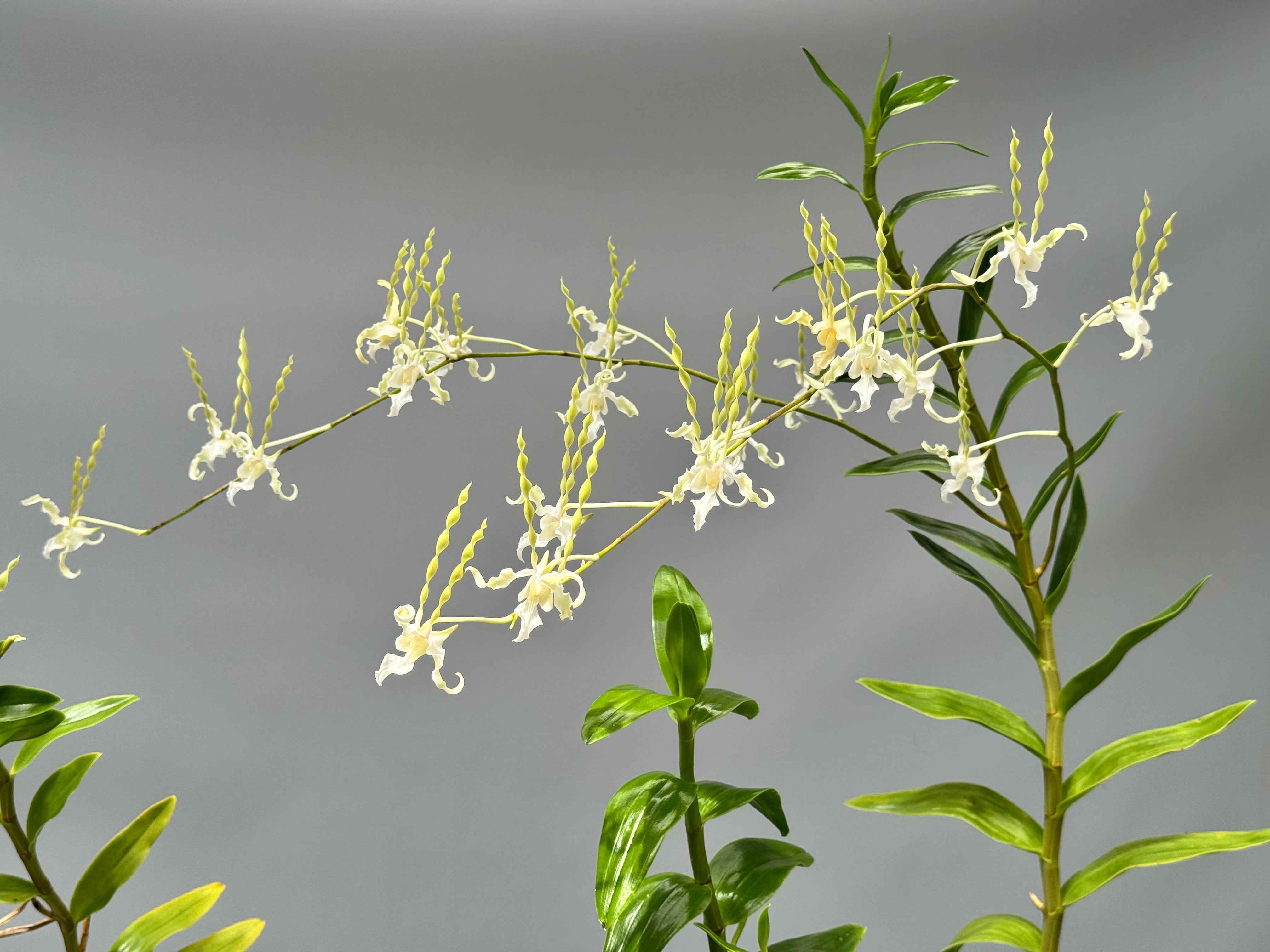 Dendrobium antennatum var. Alba