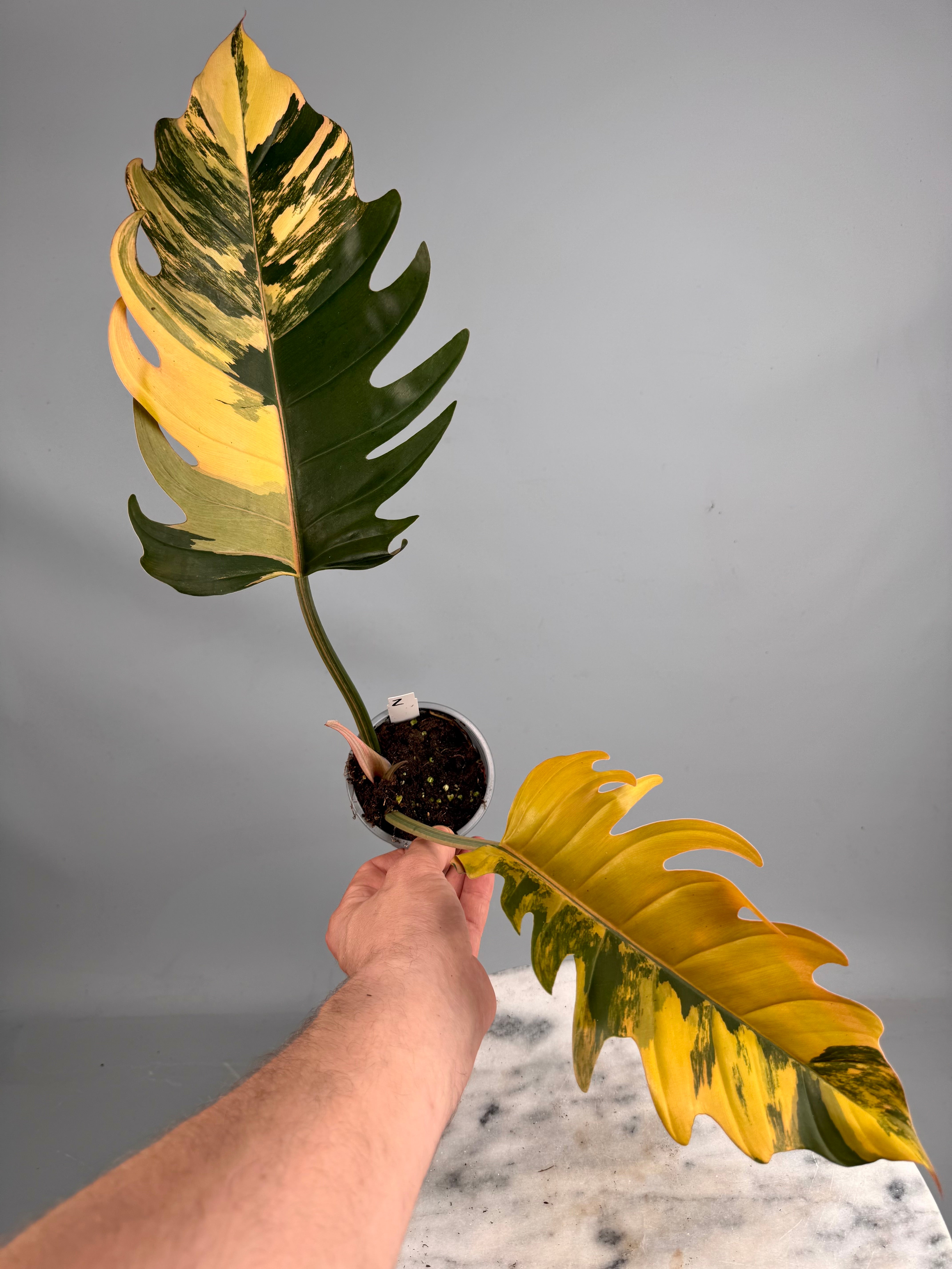 Philodendron Caramel Marble nr 2