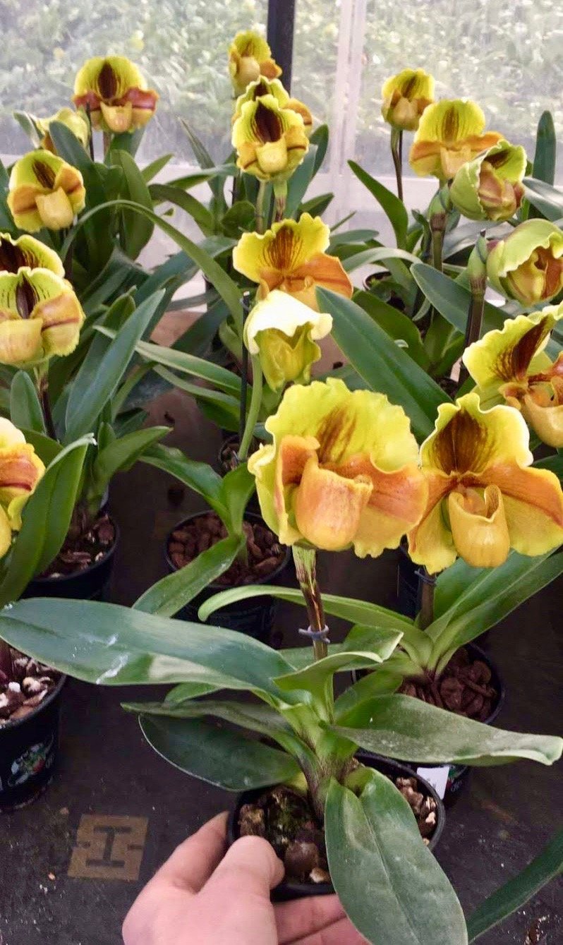 Paphiopedilum Lippewunder