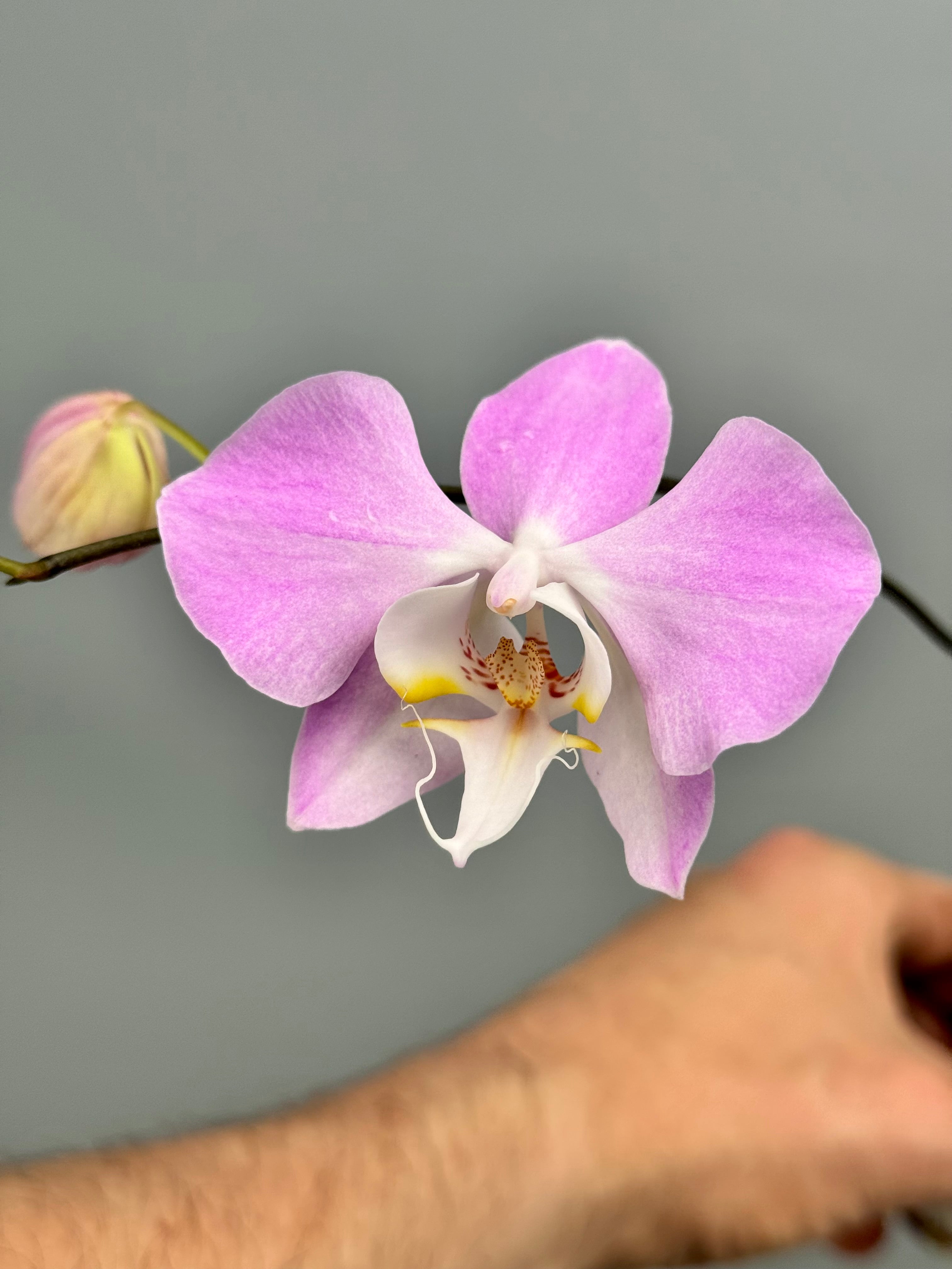Phalaenopsis sanderiana ‘Big Plant’