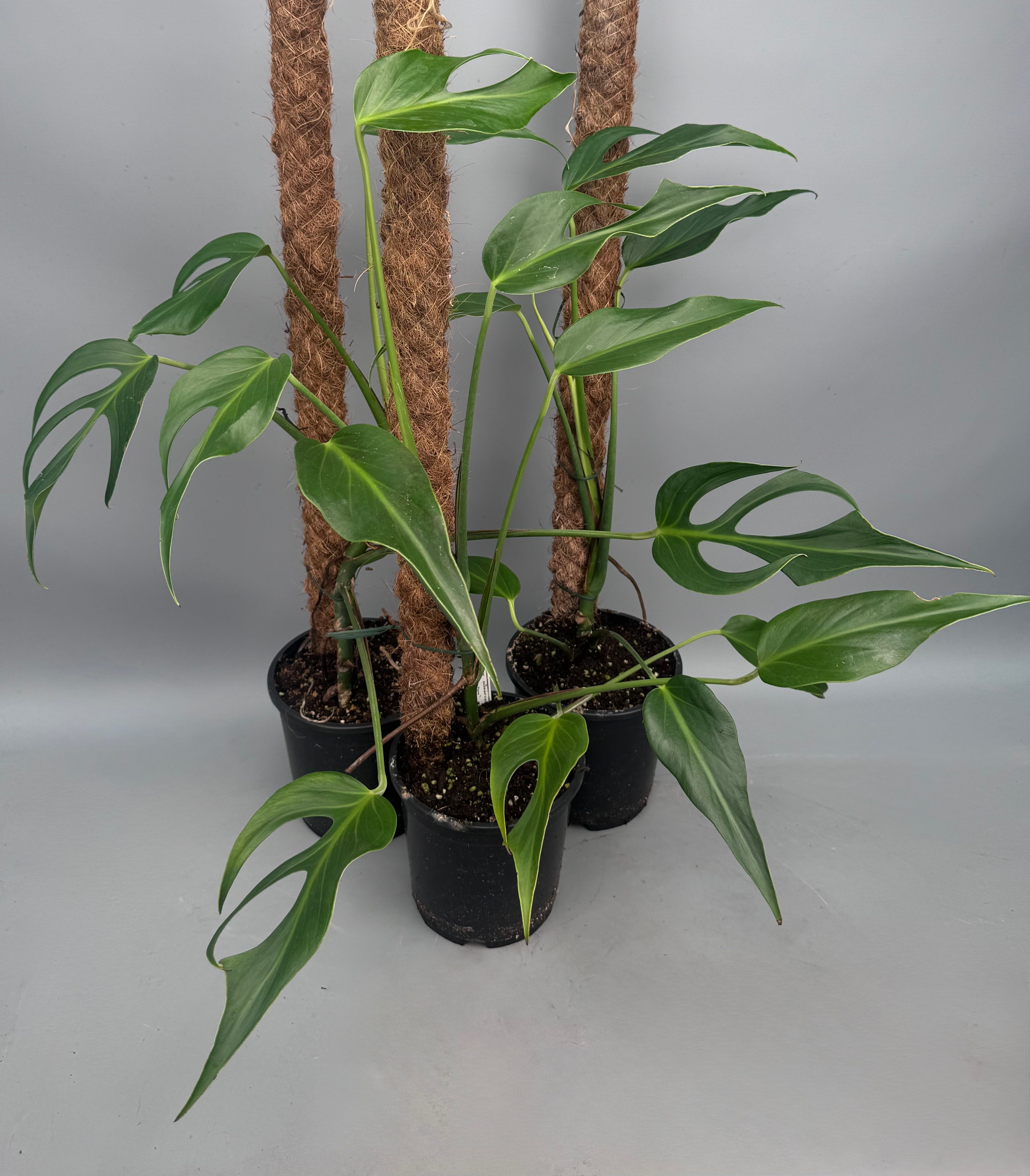Monstera 'Burle Marx Flame' XL (4-5 Big Leaves)