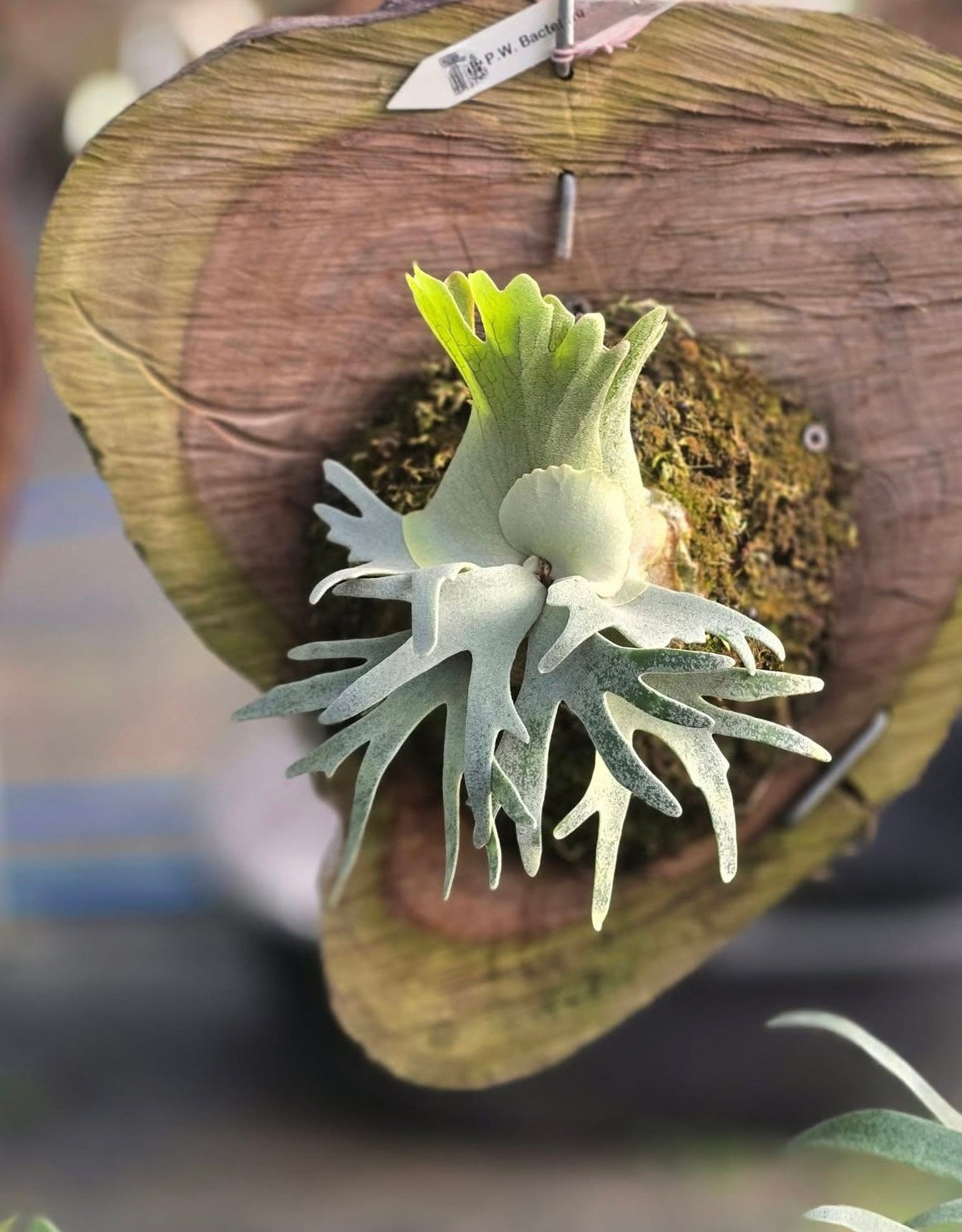 Platycerium willinckii "Bacteria" (Big Plant)