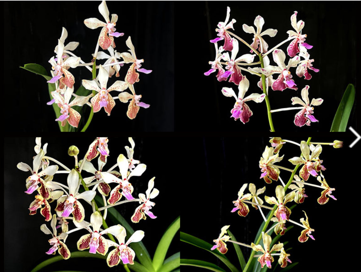 Vanda lamellata 'Okinawa' x Vanda geraldinoi