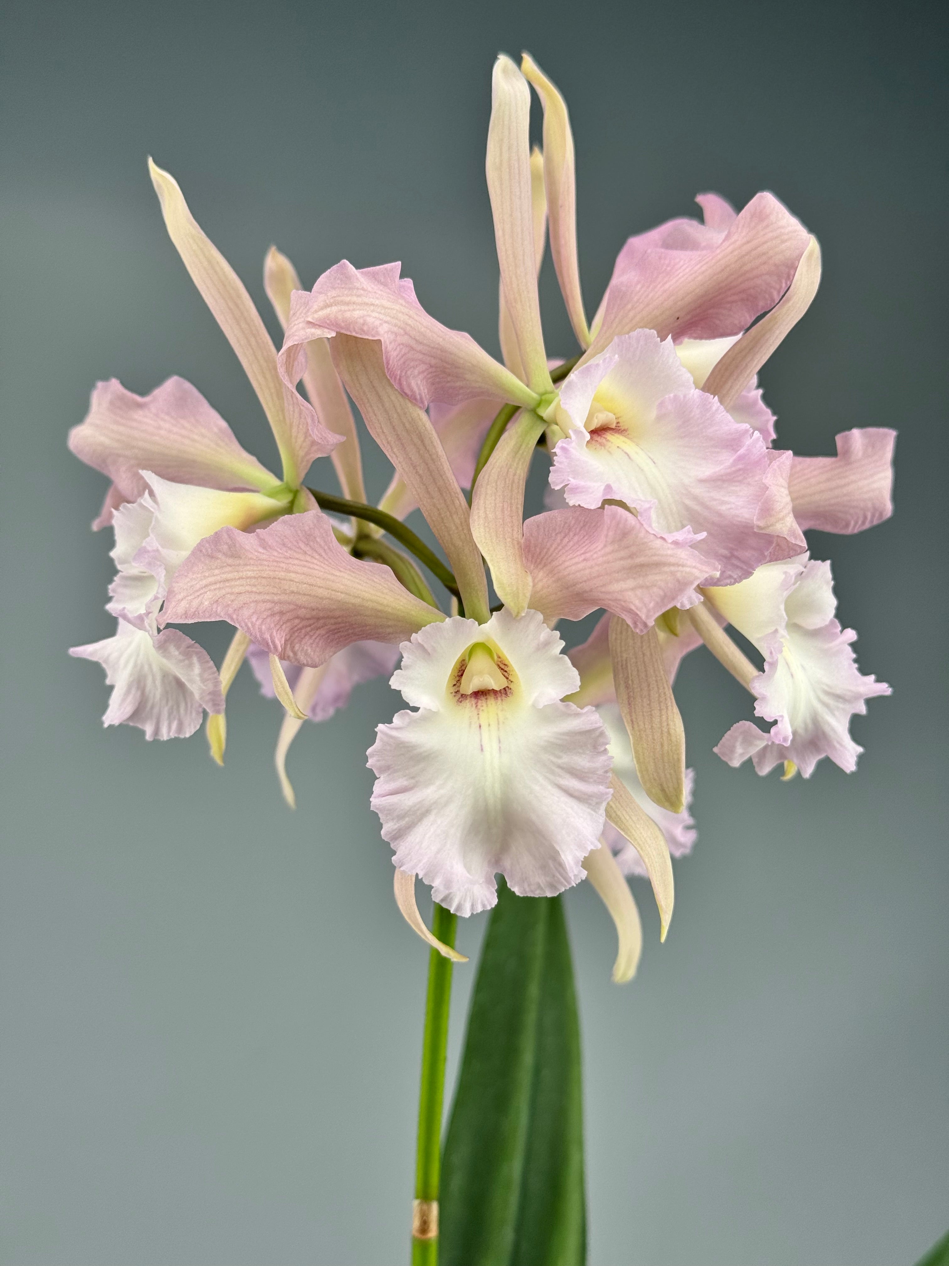 Encyclia randii × Blc. Agatha ‘Pink Dove’