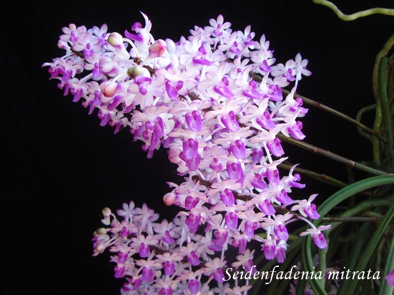 Seidenfadenia mitrata big