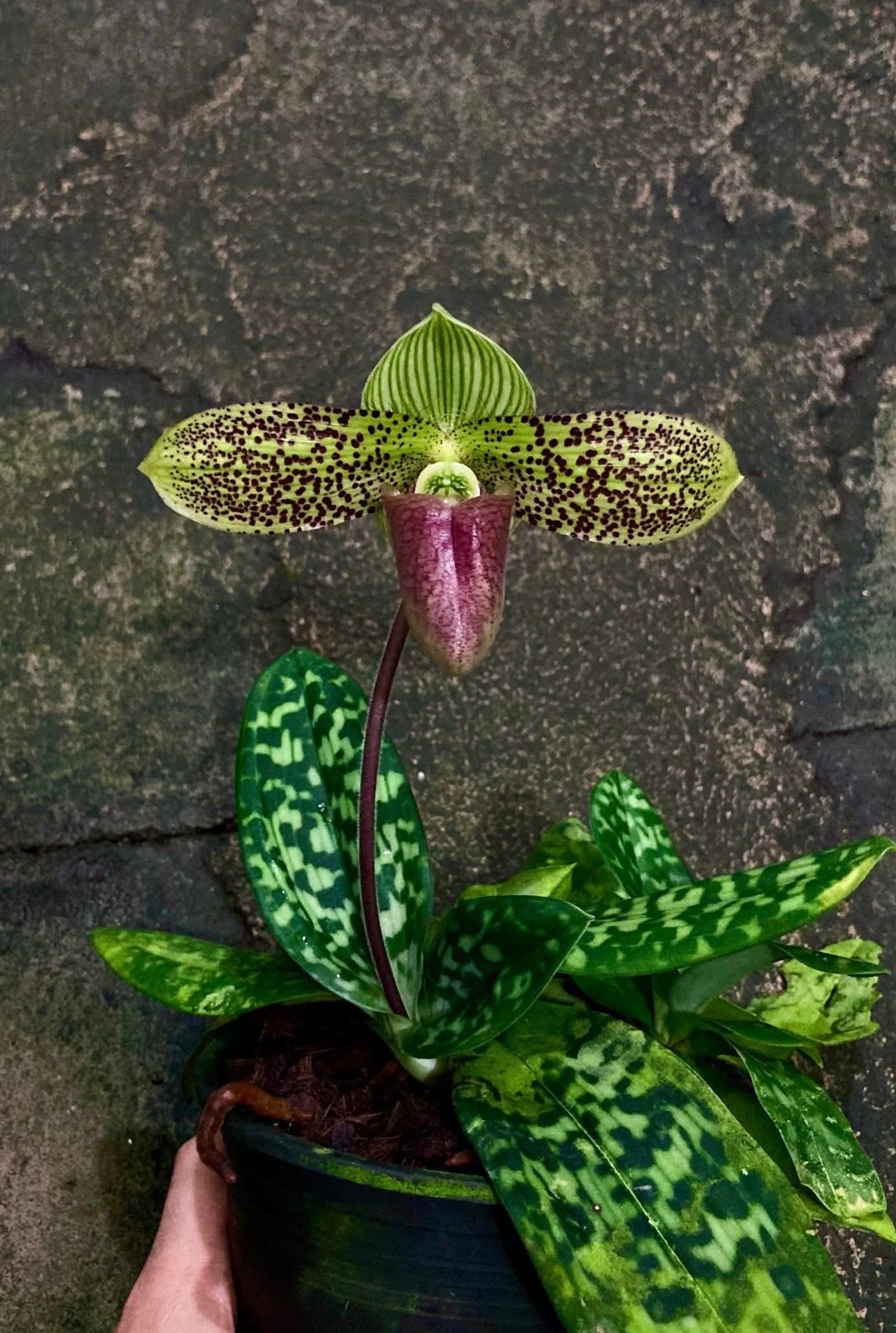 Paphiopedilum sukhakulii ‘4N’ (3rd Generation)