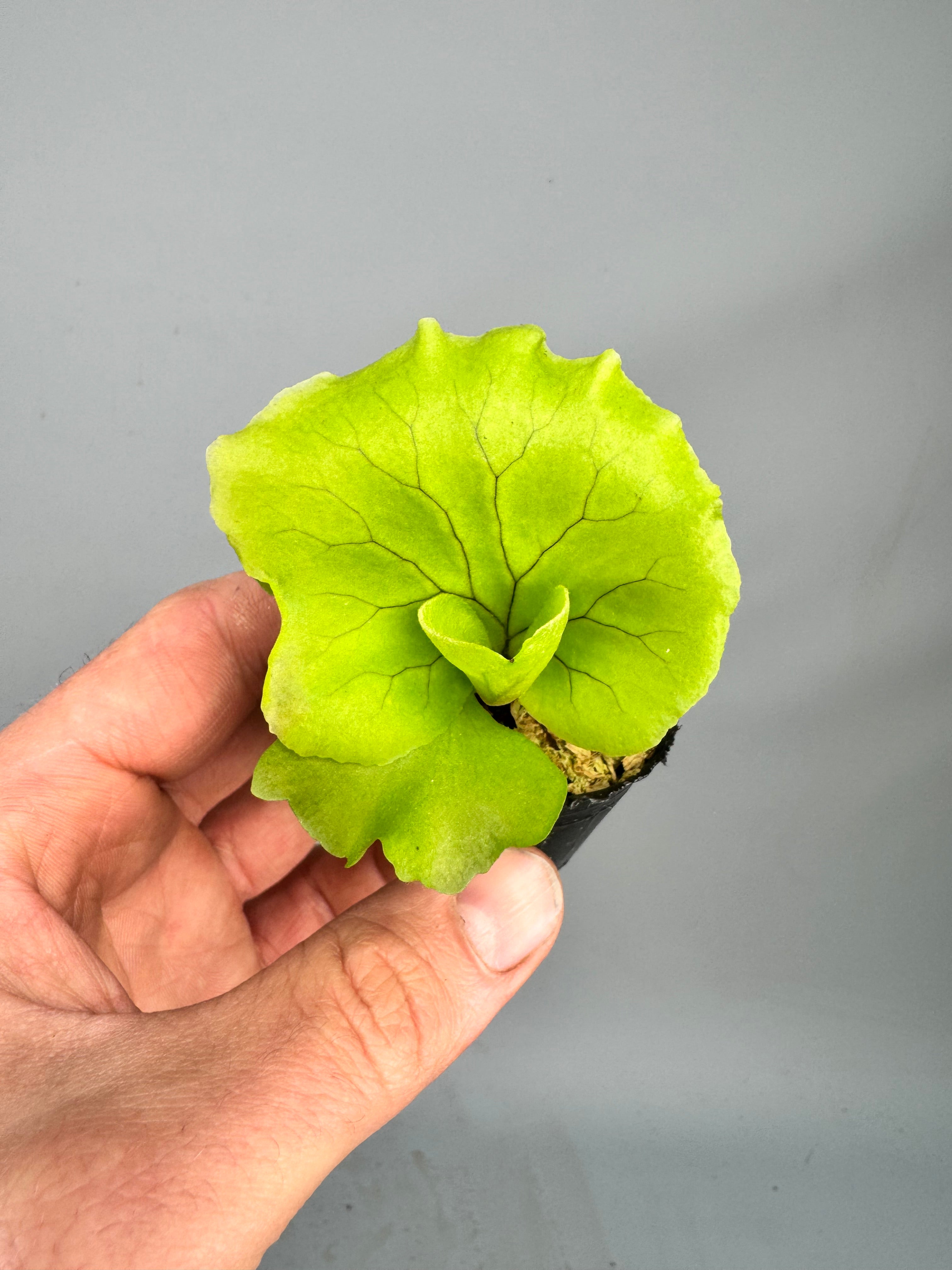 Platycerium Monkey King 'Big Plant'