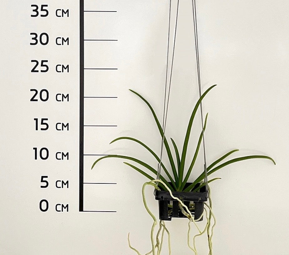 Sweetara Jairak Green Pear (Paraphalaenopsis laycockii x Vanda Jairak Thai Green)