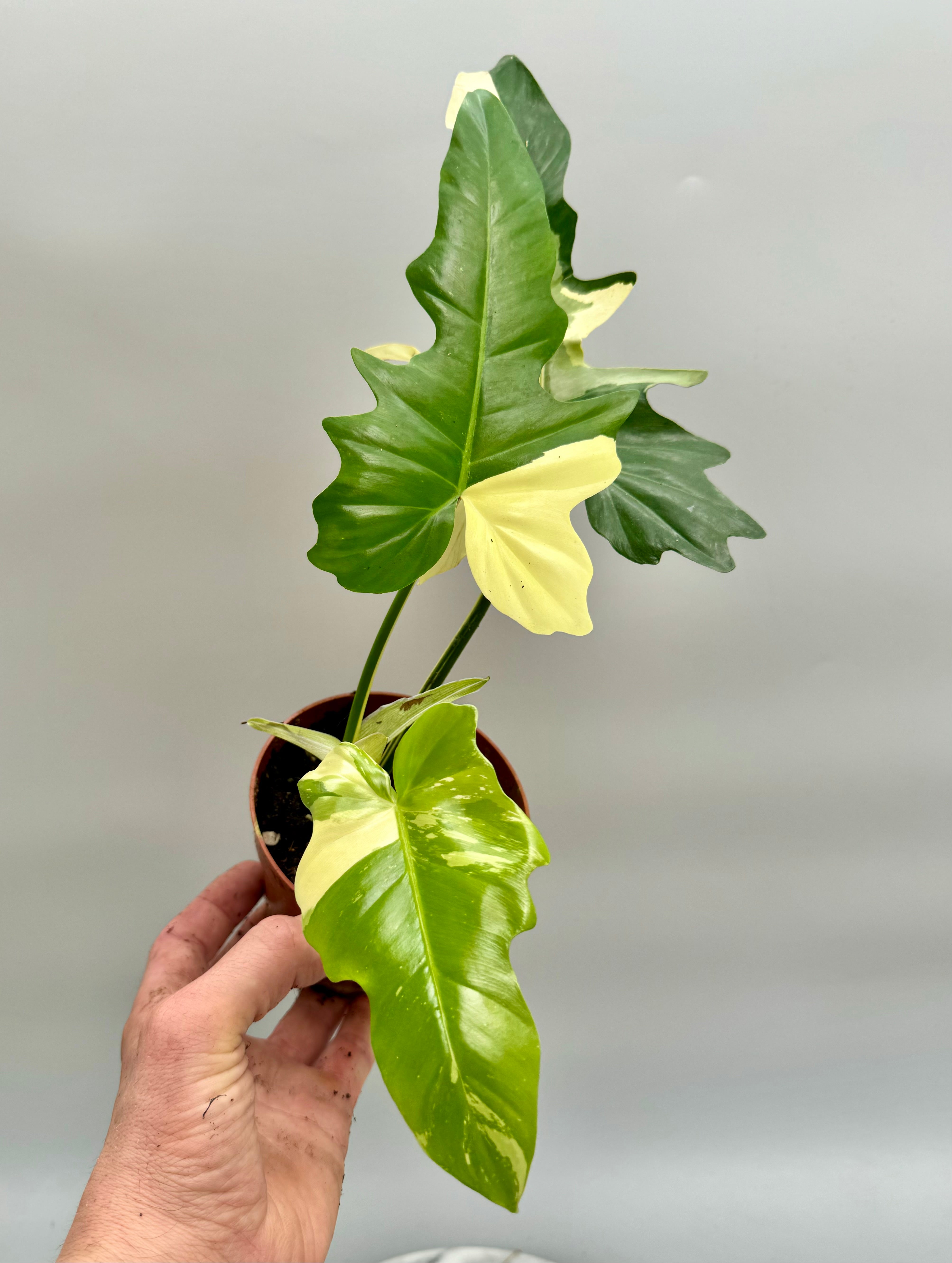 Philodendron "Golden Dragon" variegated albo "Almost Full Moon"