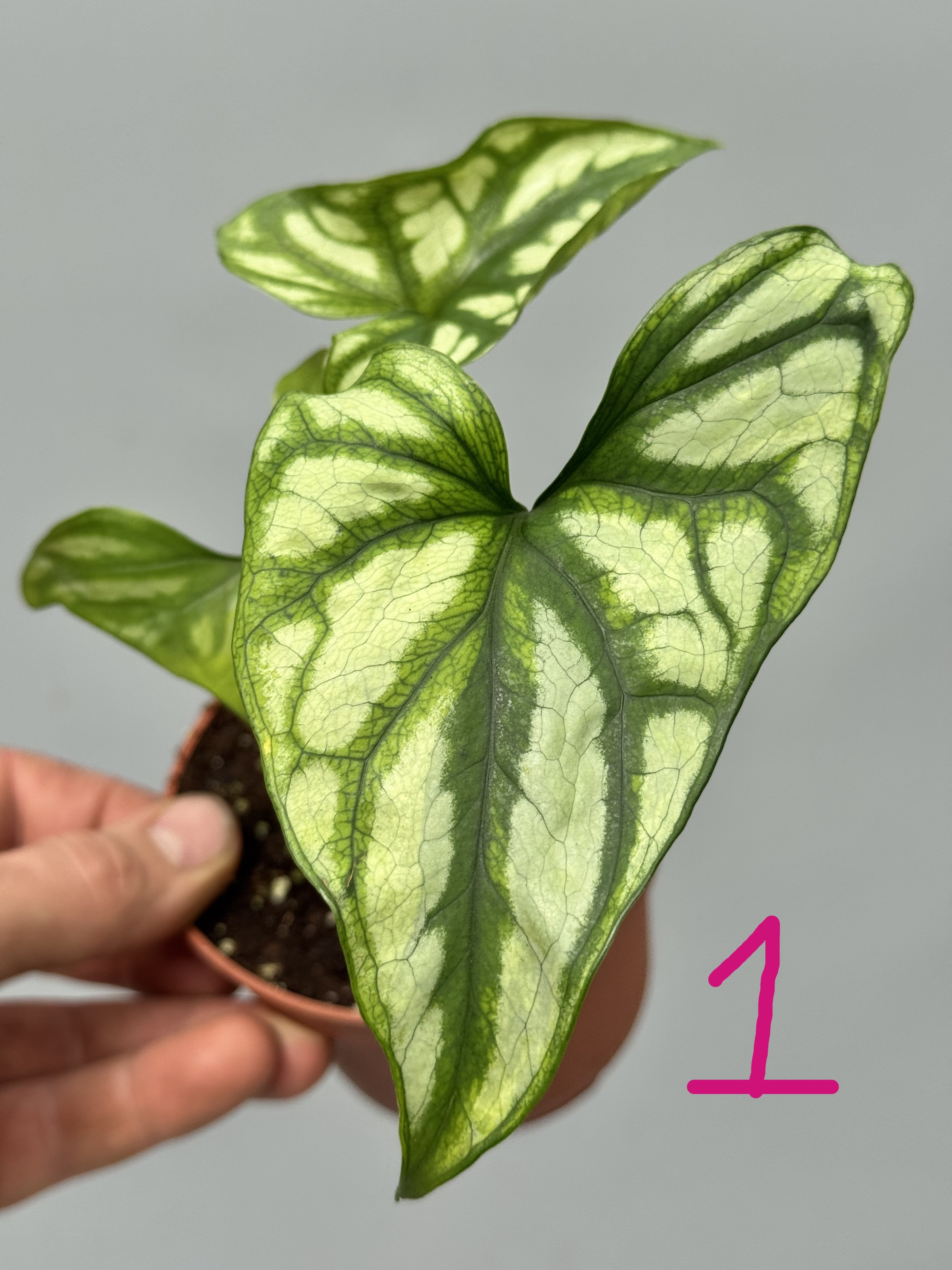 Cercestis mirabilis Variegata aurea