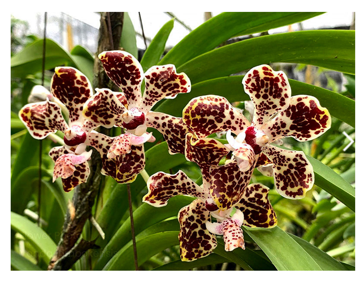 Vanda lombokensis