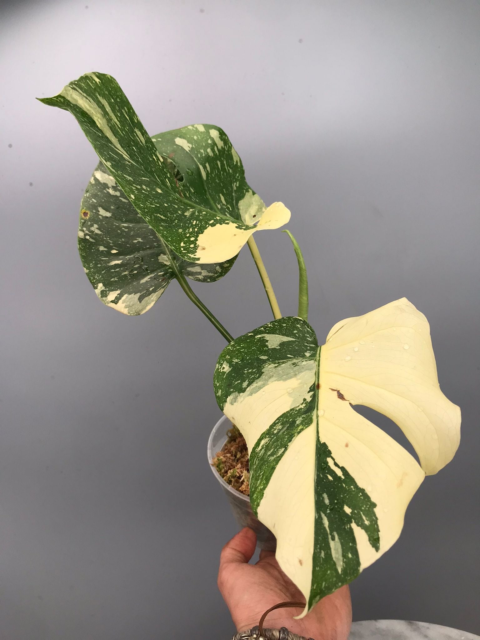 Monstera White snow nr 2