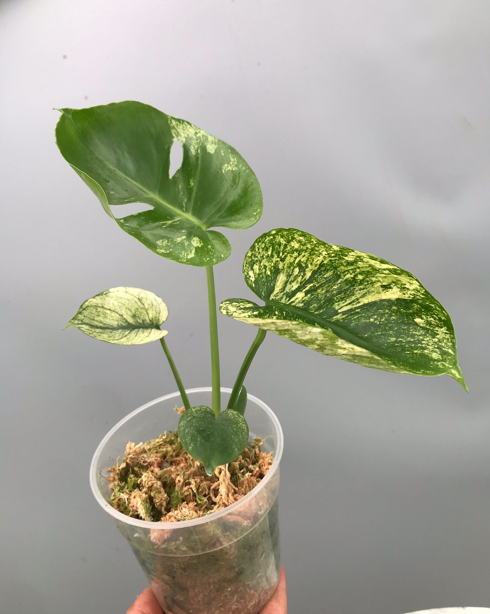 Monstera Siam Mint nr 1